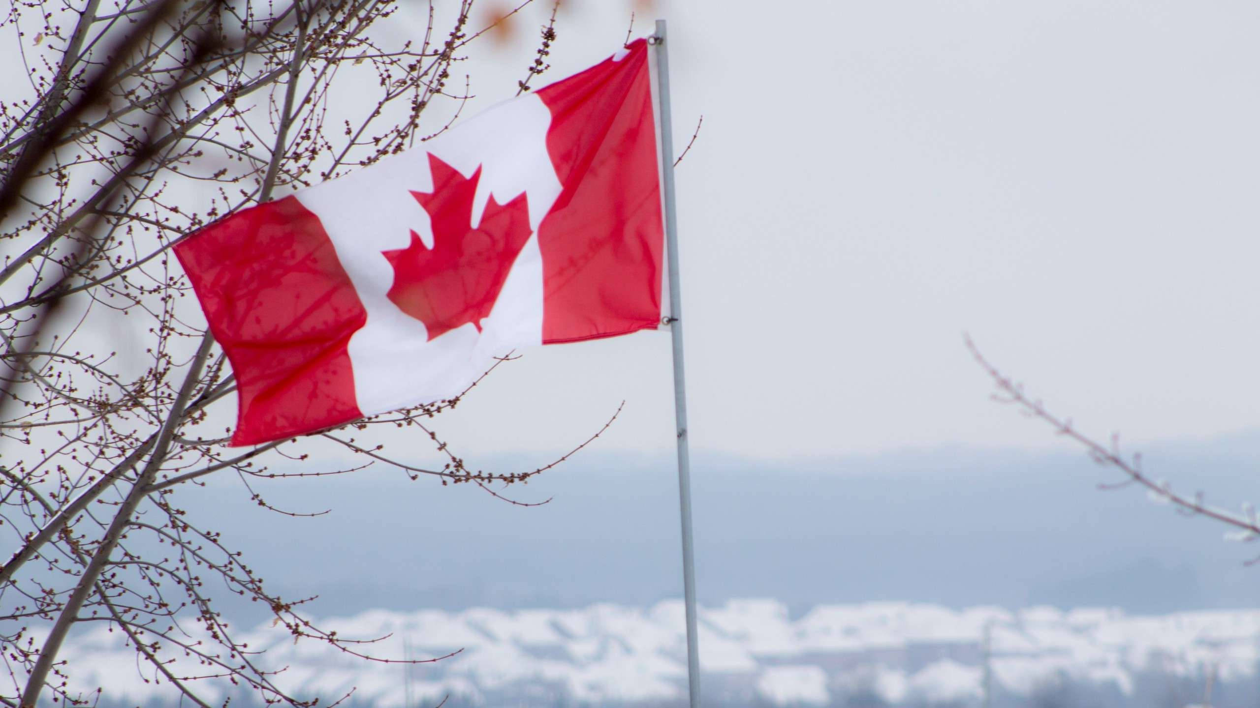 Canada flag, snowy winter backdrop, bare tree branches, 2K Desktop Wallpaper