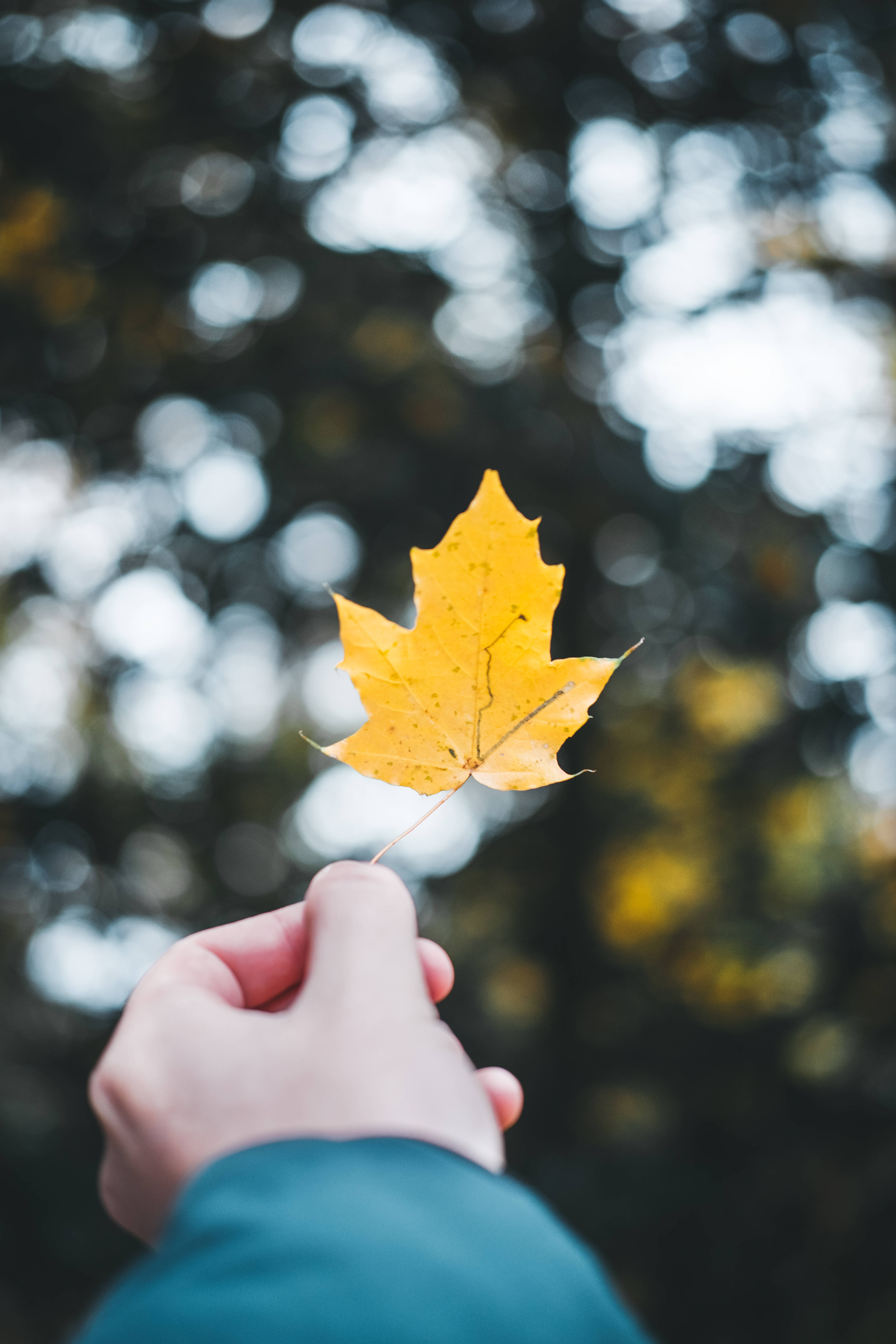 yellow maple leaf, autumn forest, hand, 5K Phone Wallpaper