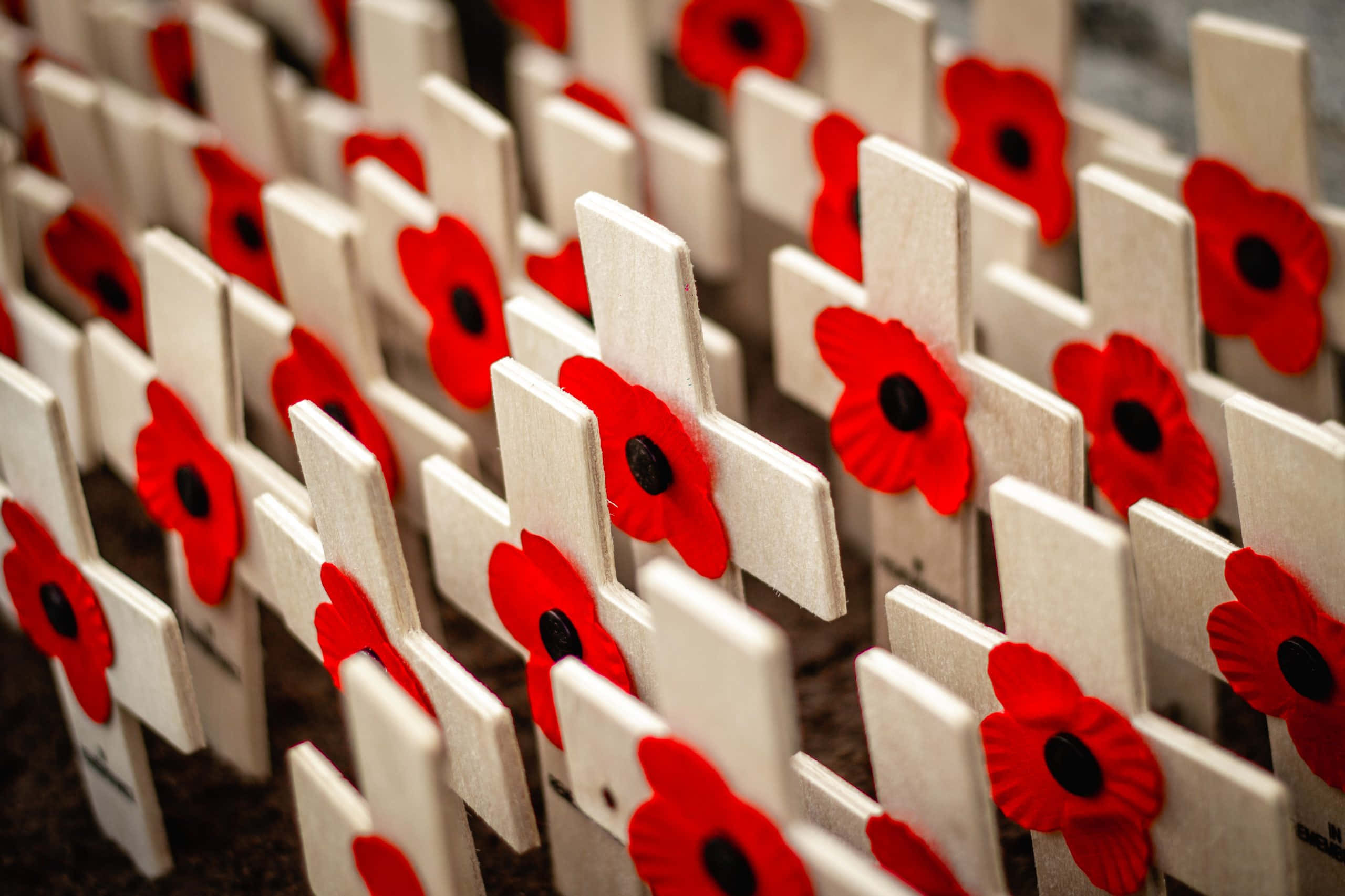Remembrance Day, Canada, white wooden crosses, 2K Desktop Wallpaper
