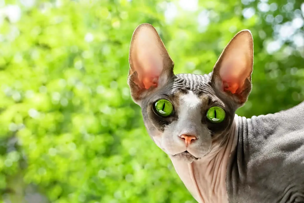 Canadian Sphynx