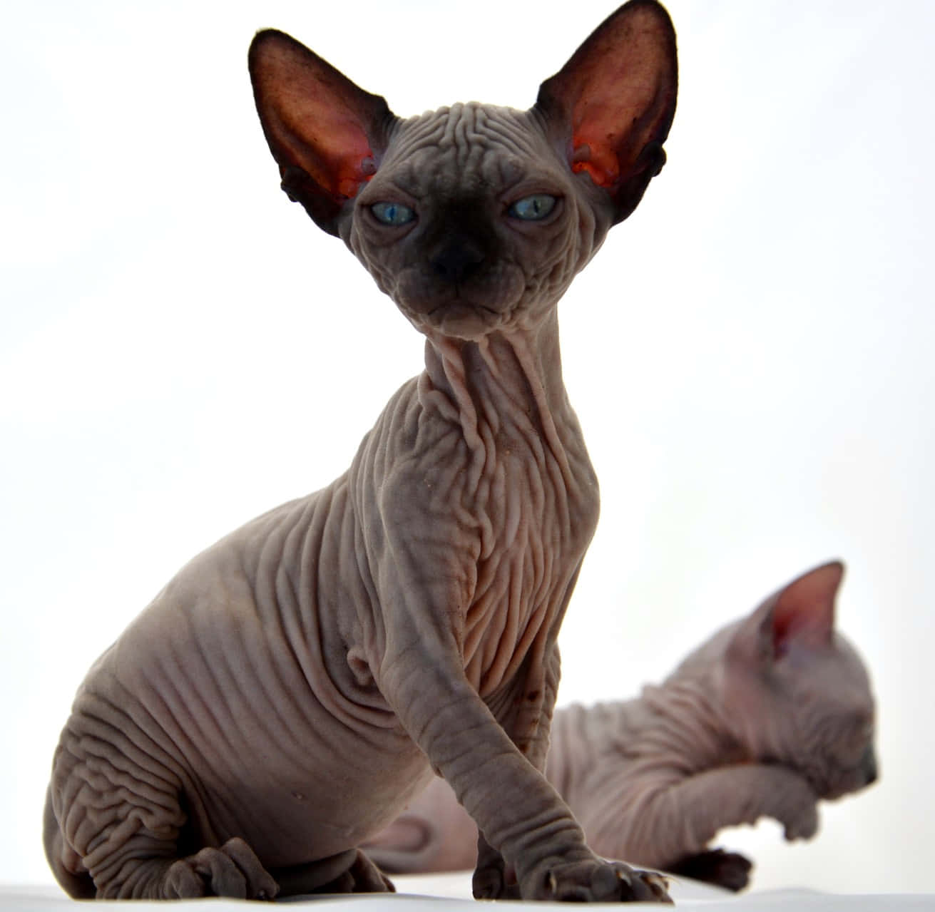 Canadian Sphynx, wrinkled grey skin, bright blue eyes, HD Desktop Wallpaper