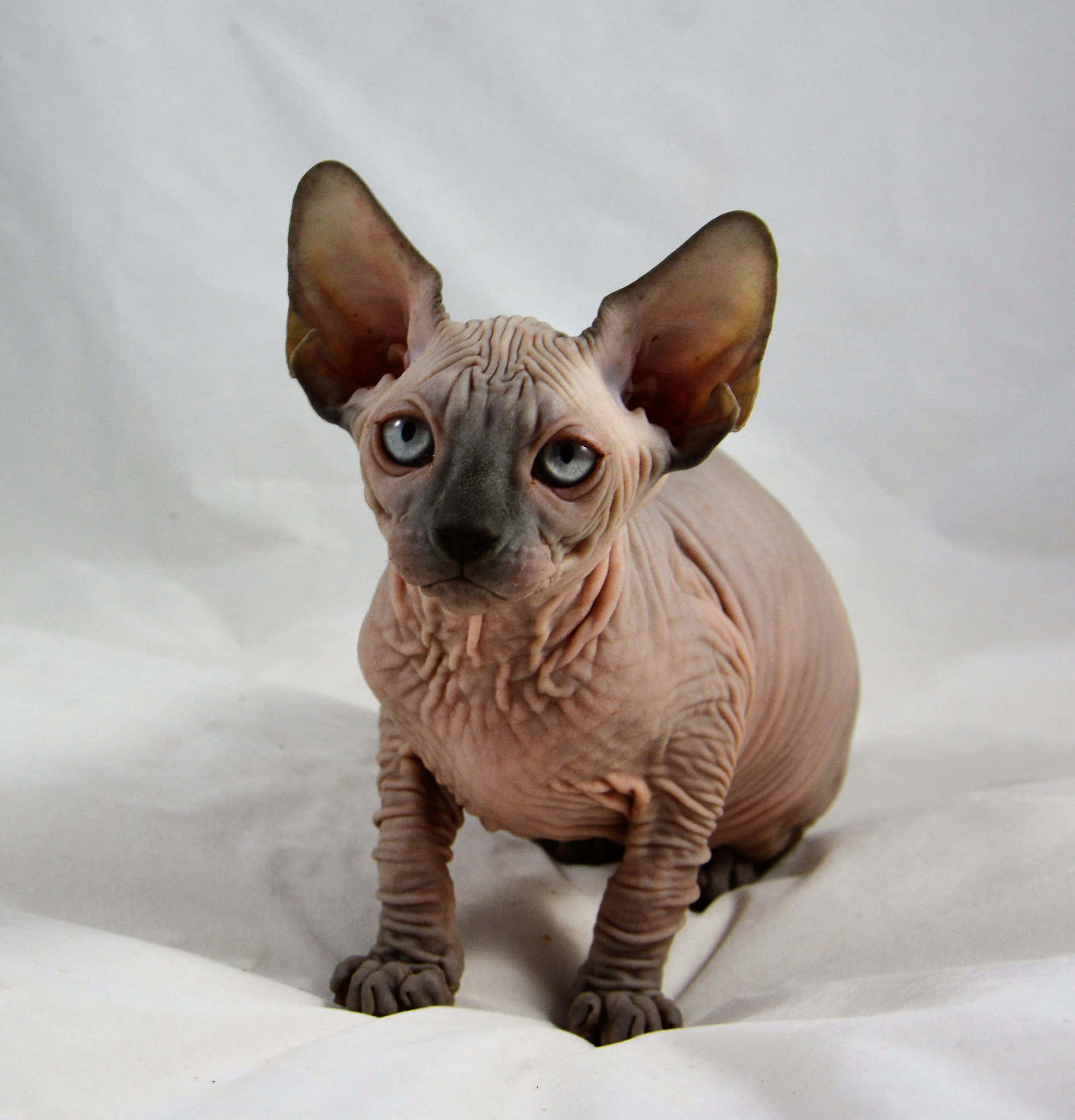 Canadian Sphynx, 1965, white fabric background, Full HD Phone Wallpaper