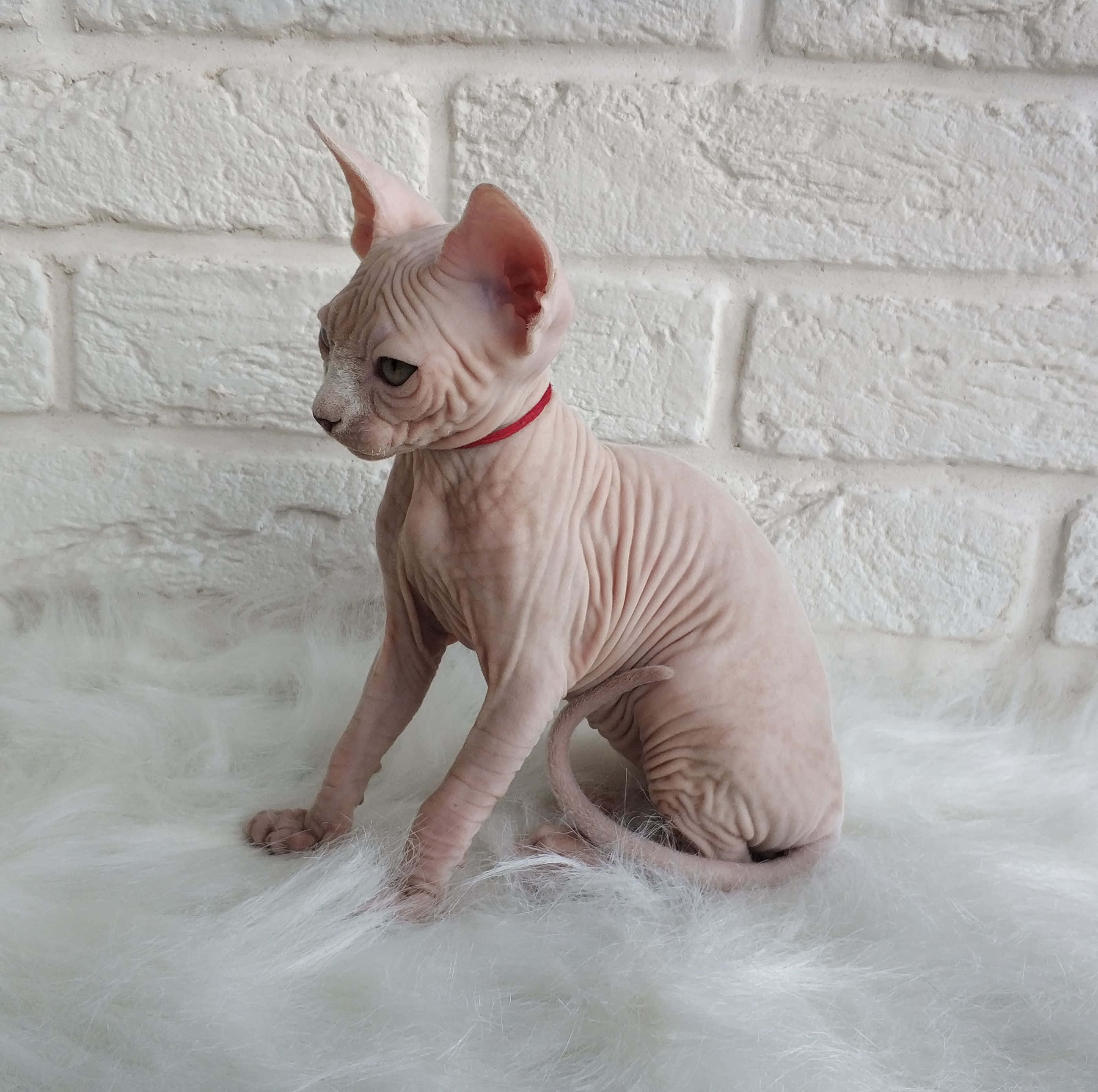 Canadian Sphynx, pink skin, large ears, 2K Desktop Wallpaper