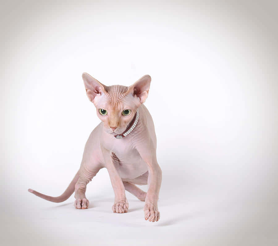 Canadian Sphynx, green eyes, pearl collar, SD Desktop Wallpaper