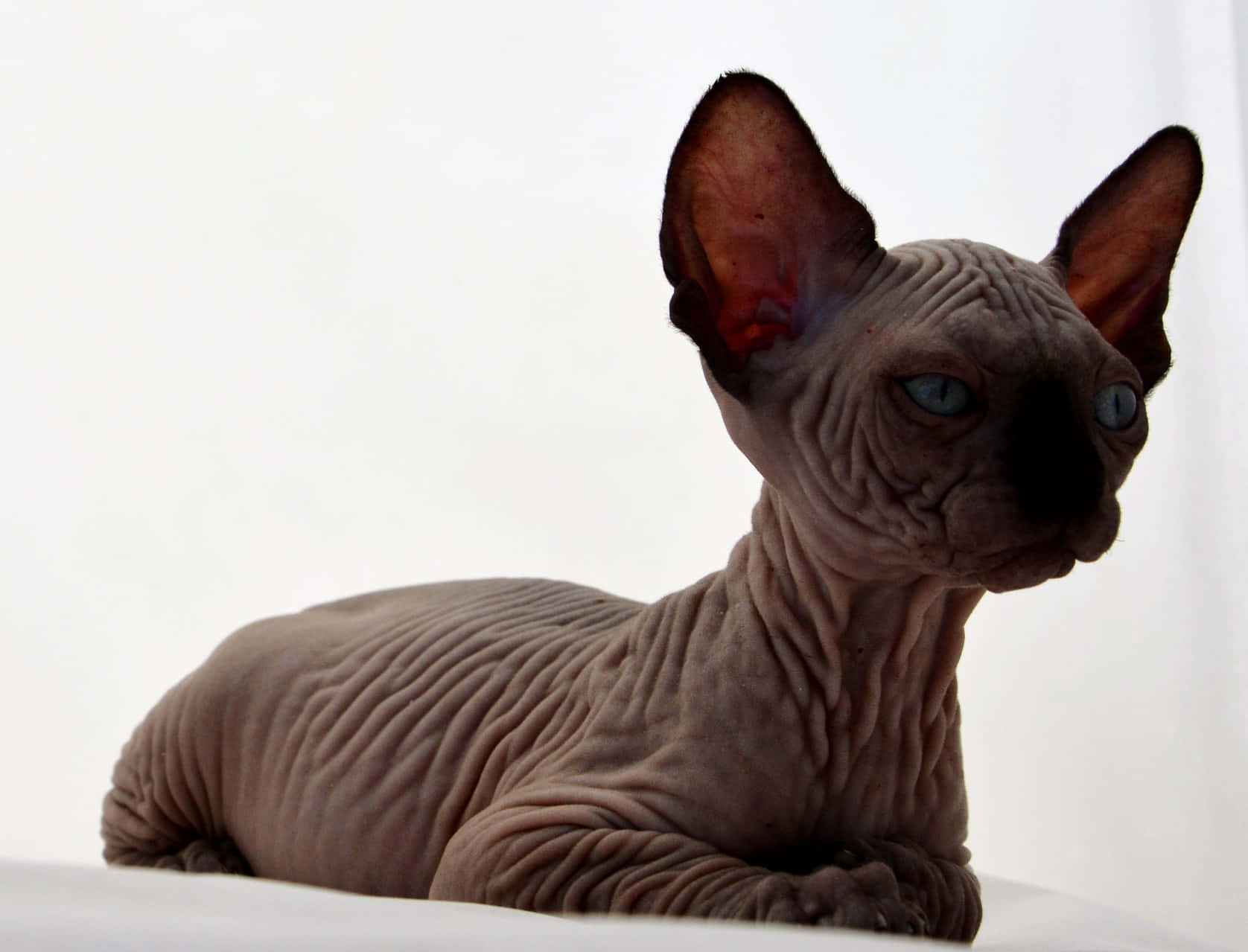 Canadian Sphynx, gray skin, blue eyes, HD Desktop Wallpaper