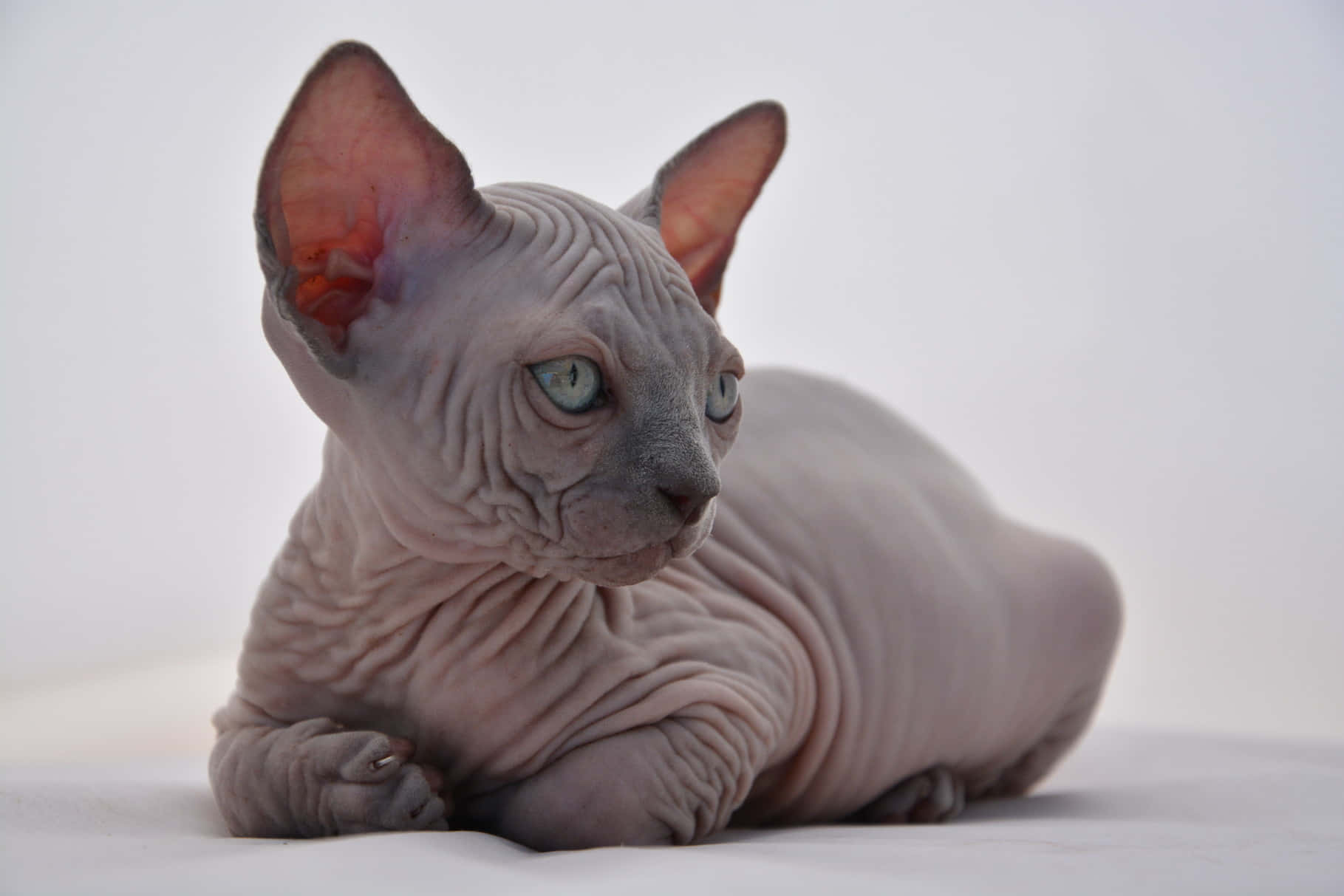 Canadian Sphynx, wrinkled grey skin, striking blue eyes, HD Desktop Wallpaper