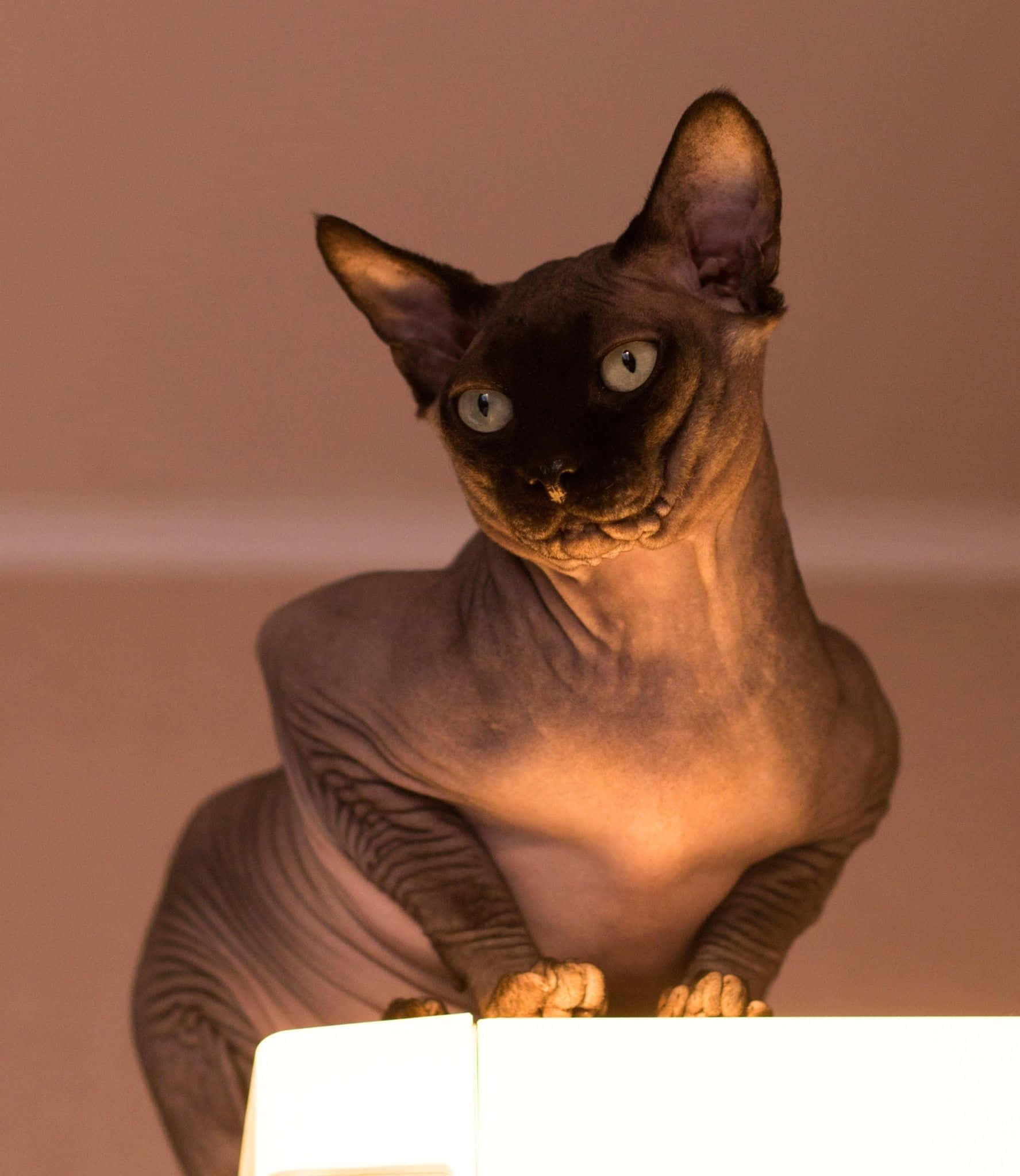 Canadian Sphynx, hairless sphynx cat, large ears, Full HD Phone Wallpaper