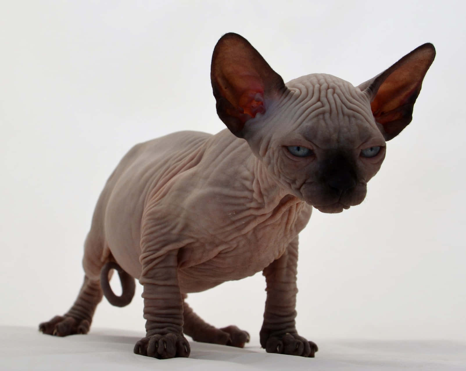 Canadian Sphynx, hairless Sphynx cat, wrinkled pink skin, HD Desktop Wallpaper