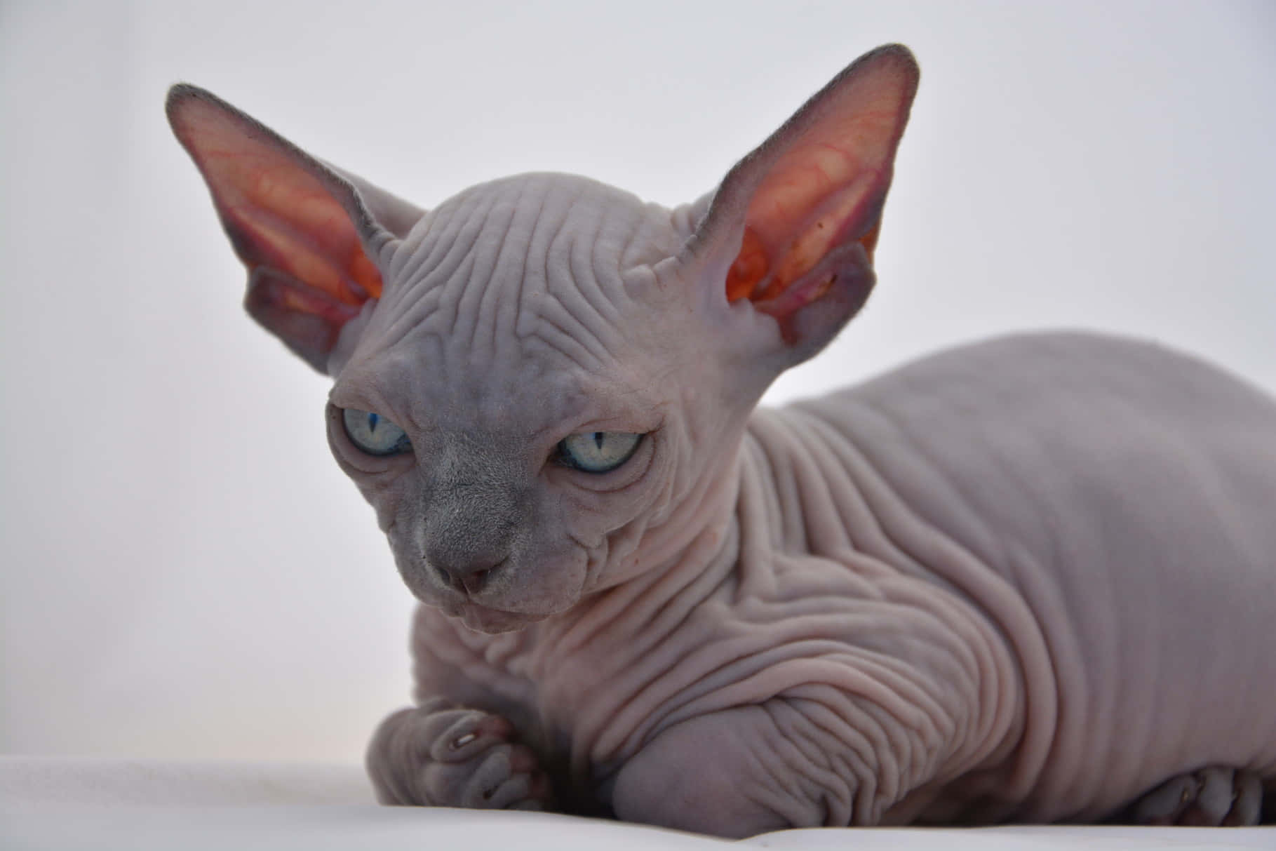 Canadian Sphynx, hairless sphynx cat, large ears, HD Desktop Wallpaper