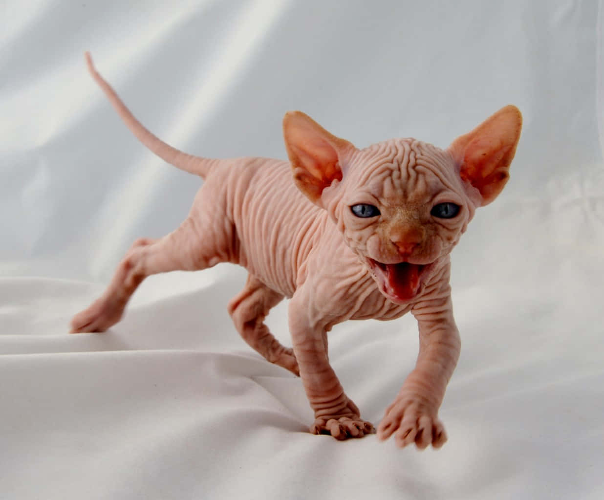 Canadian Sphynx, hairless sphynx kitten, bright blue eyes, SD Desktop Wallpaper