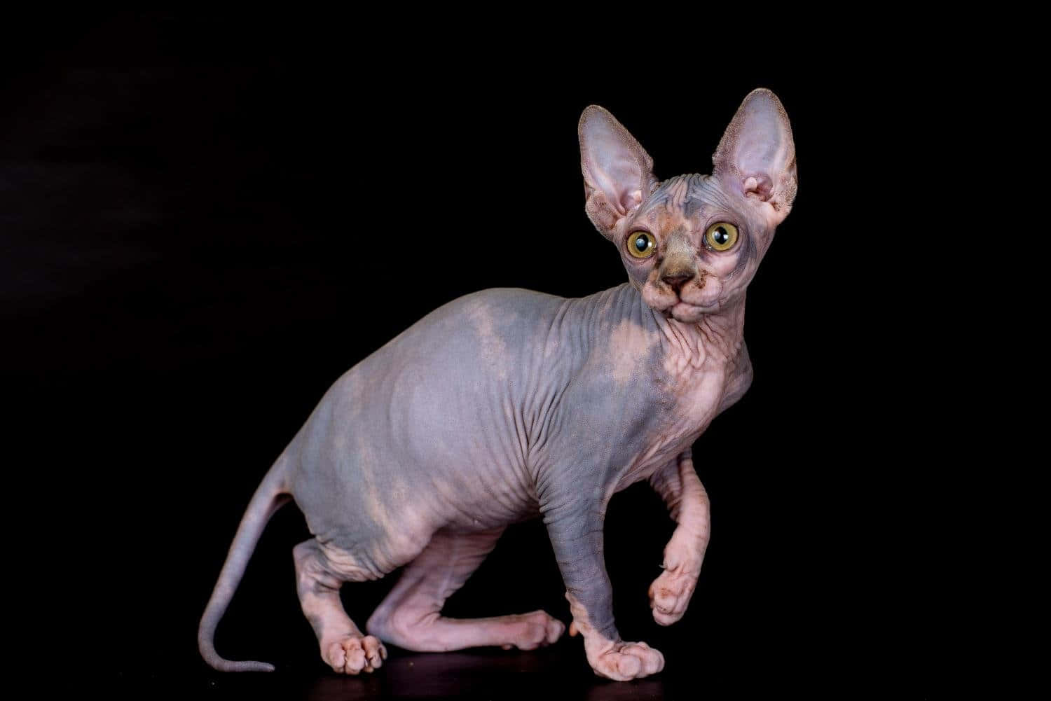 Canadian Sphynx, hairless sphynx cat, large ears, HD Desktop Wallpaper