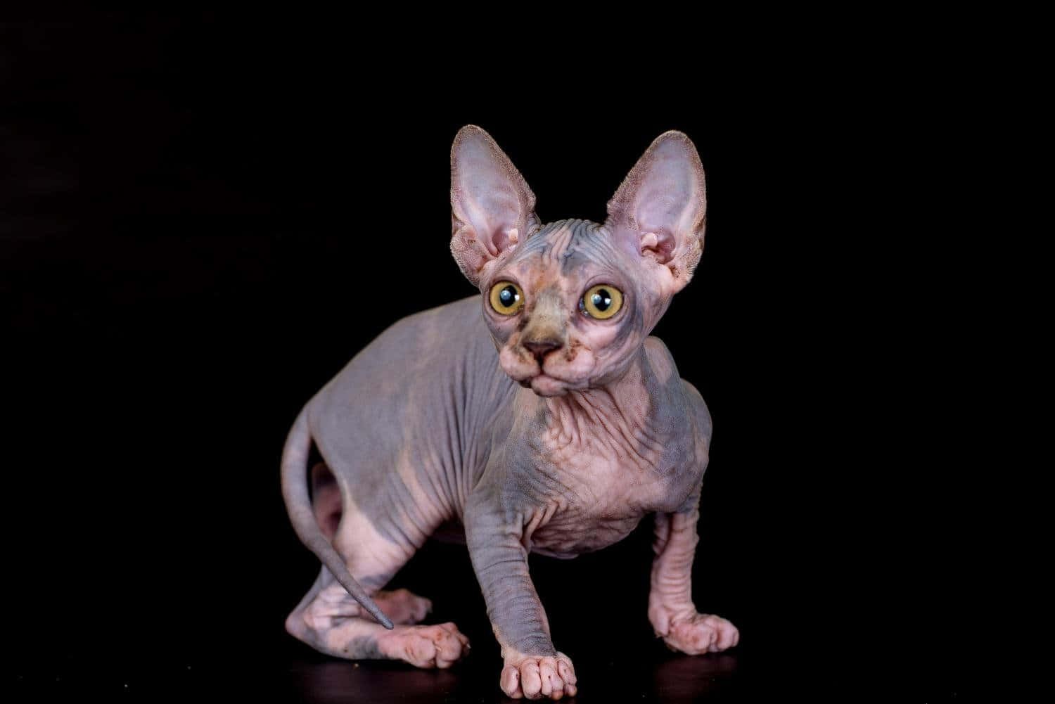 Canadian Sphynx, hairless sphynx cat, large ears, HD Desktop Wallpaper