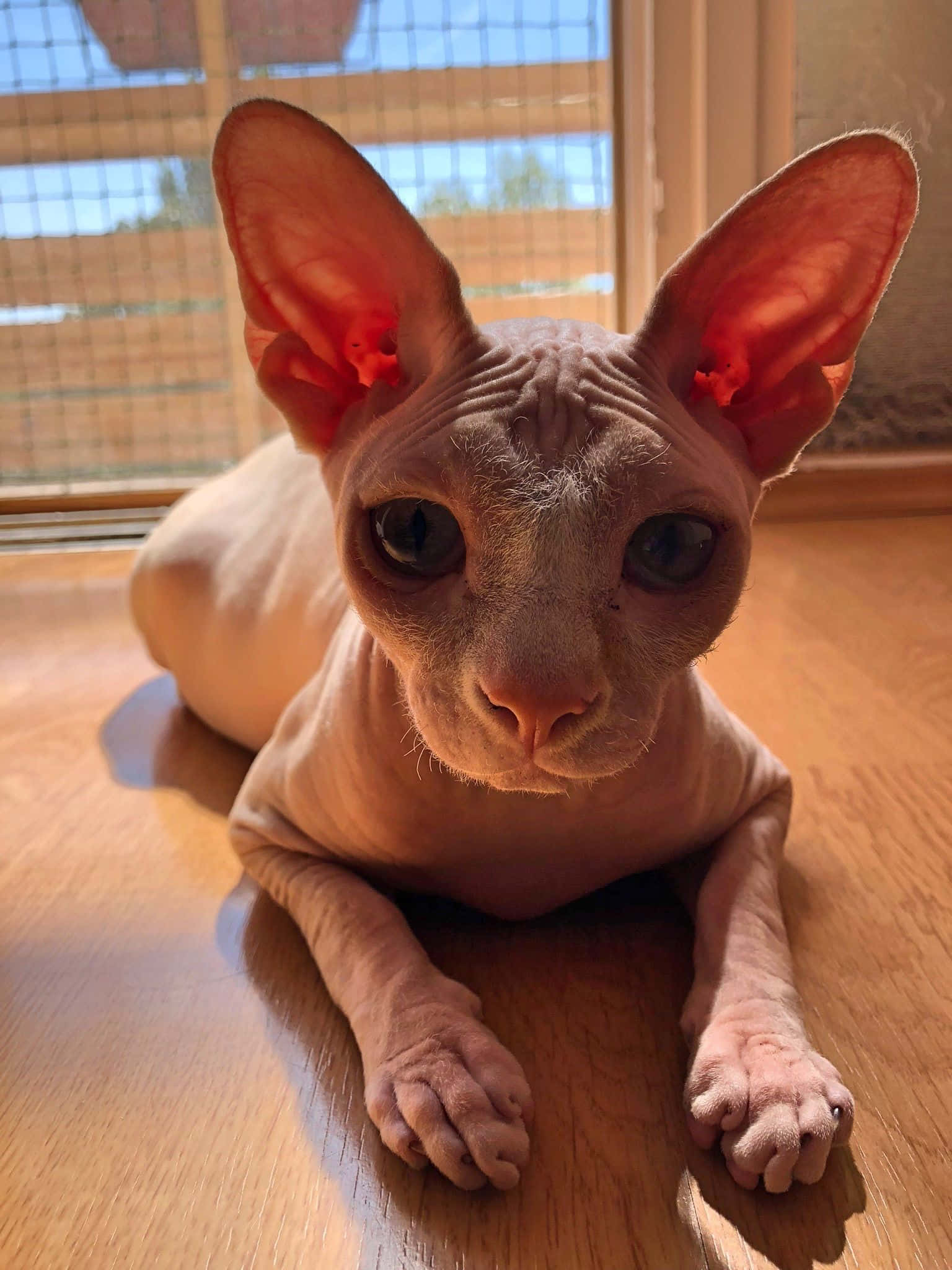 Canadian Sphynx, hairless sphynx cat, large ears, Full HD Phone Wallpaper