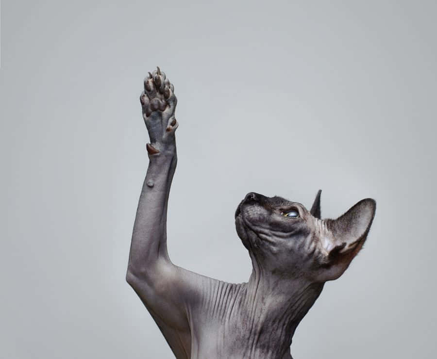 Canadian Sphynx, Sphynx cat, gray background, SD Desktop Wallpaper