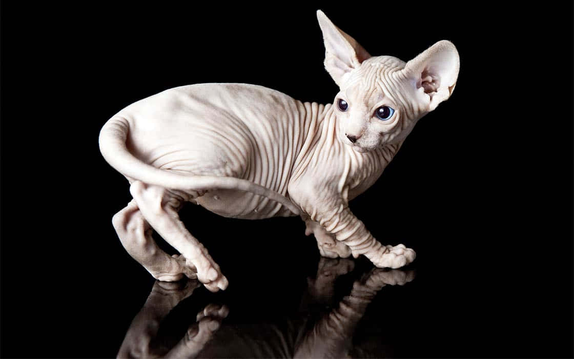 Canadian Sphynx, wrinkled skin, large ears, SD Desktop Wallpaper