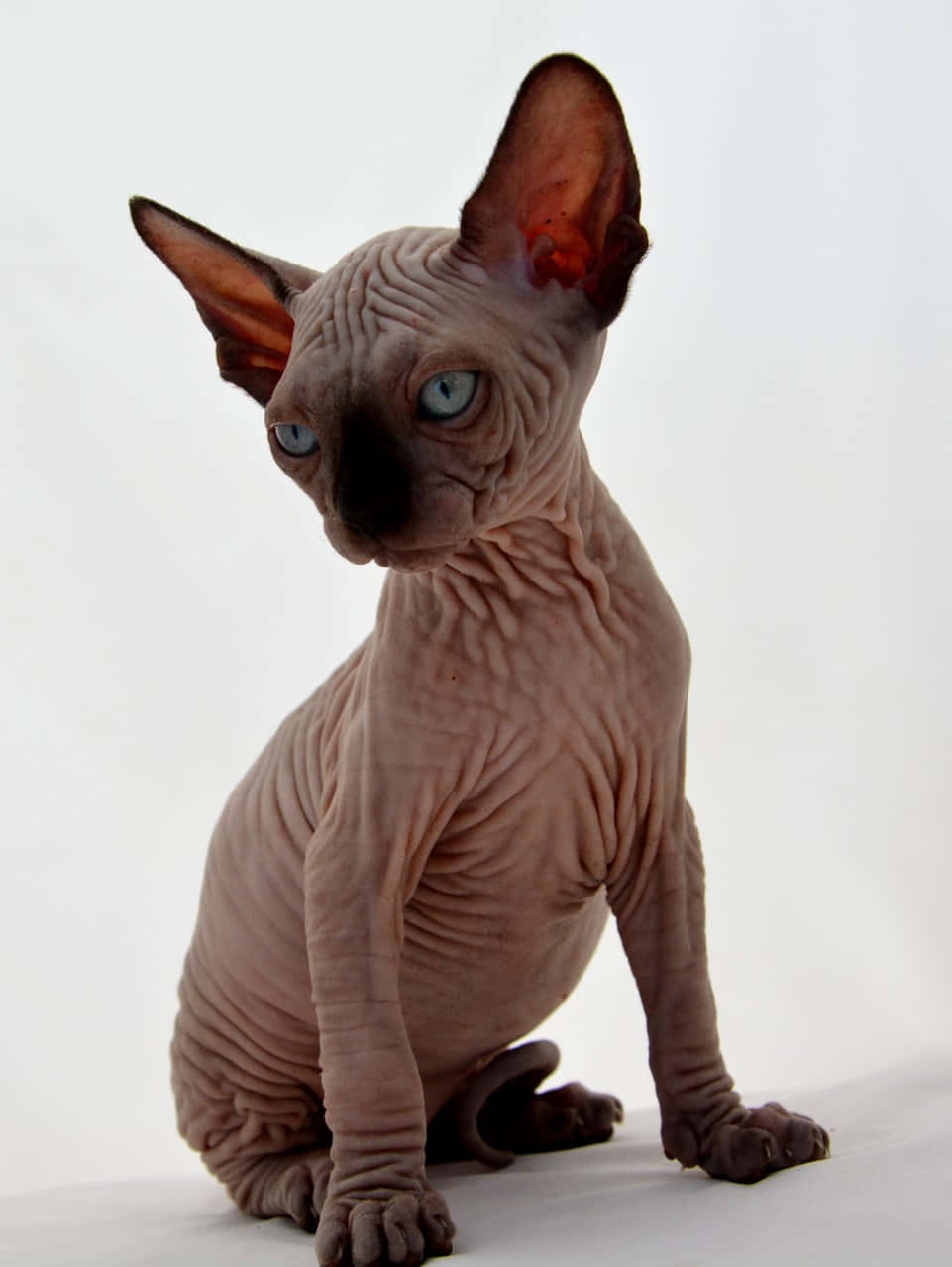 Canadian Sphynx, wrinkled pink skin, striking blue eyes, SD Phone Wallpaper