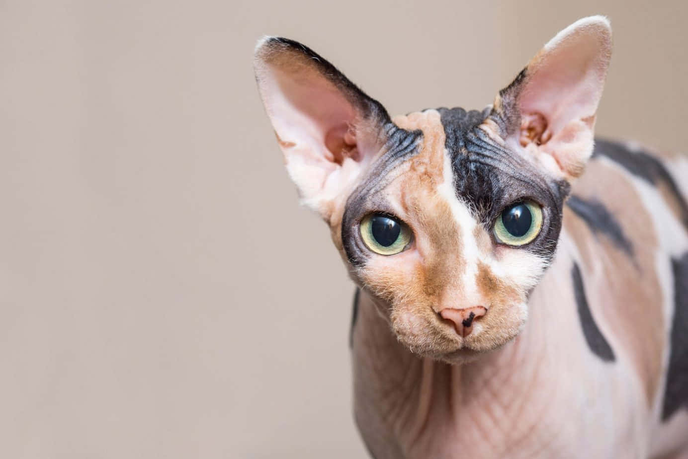 Canadian Sphynx, green eyes, pink ears, HD Desktop Wallpaper