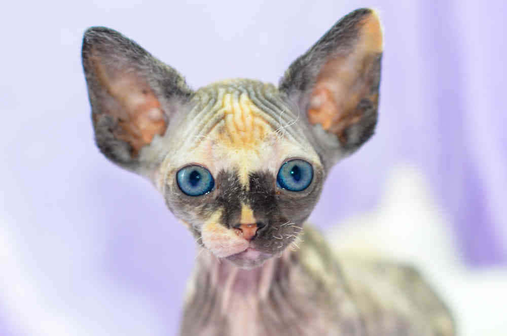 Canadian Sphynx, hairless sphynx cat, striking blue eyes, SD Desktop Wallpaper