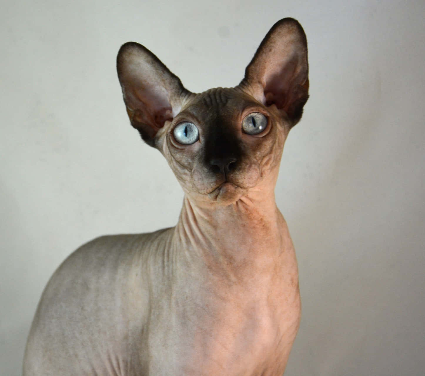 Canadian Sphynx, hairless sphynx cat, large ears, HD Desktop Wallpaper
