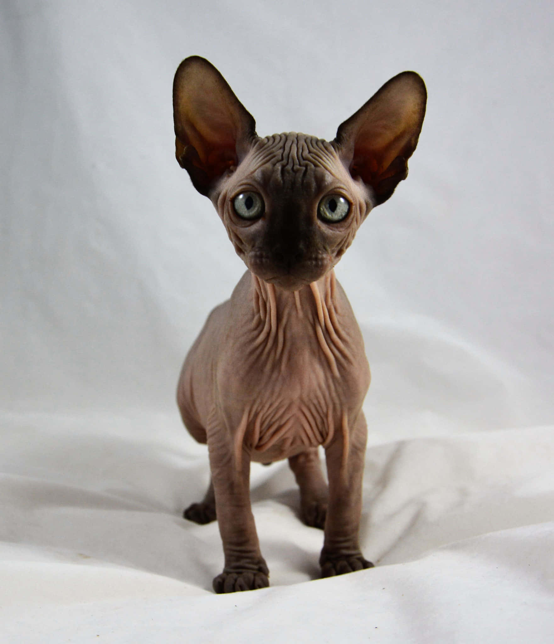 Canadian Sphynx, sphynx cat, large ears, Full HD Phone Wallpaper