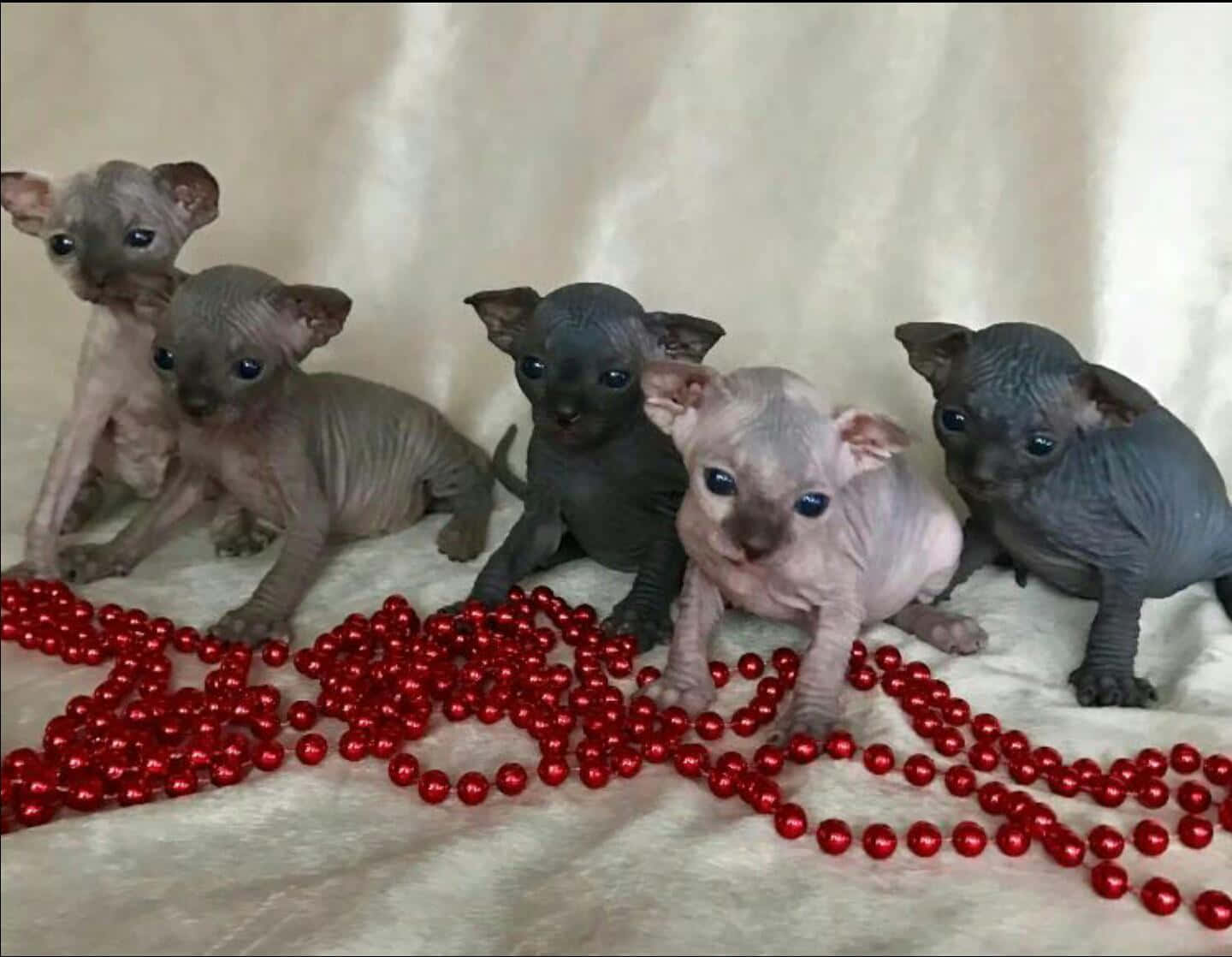 Canadian Sphynx, hairless sphynx kittens, large ears, HD Desktop Wallpaper