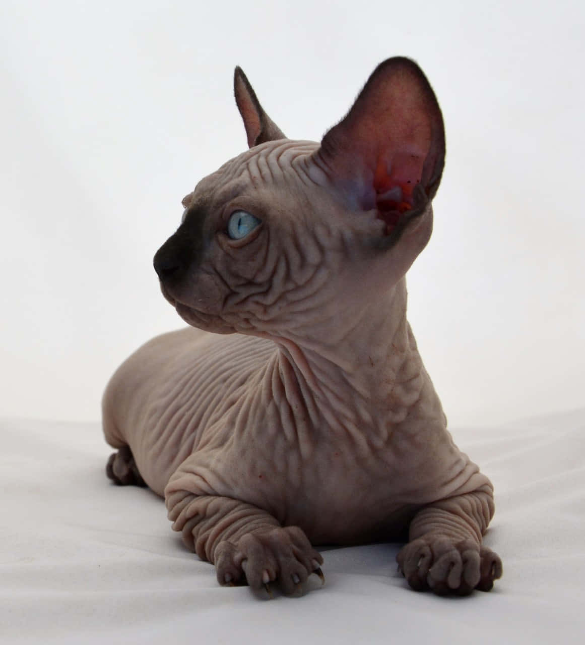 Canadian Sphynx, wrinkled pink skin, striking blue eyes, SD Phone Wallpaper