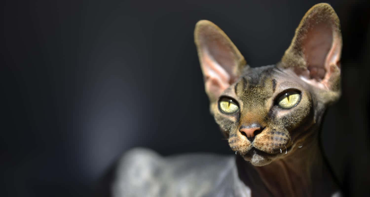 Canadian Sphynx, Sphynx cat, large ears, HD Desktop Wallpaper