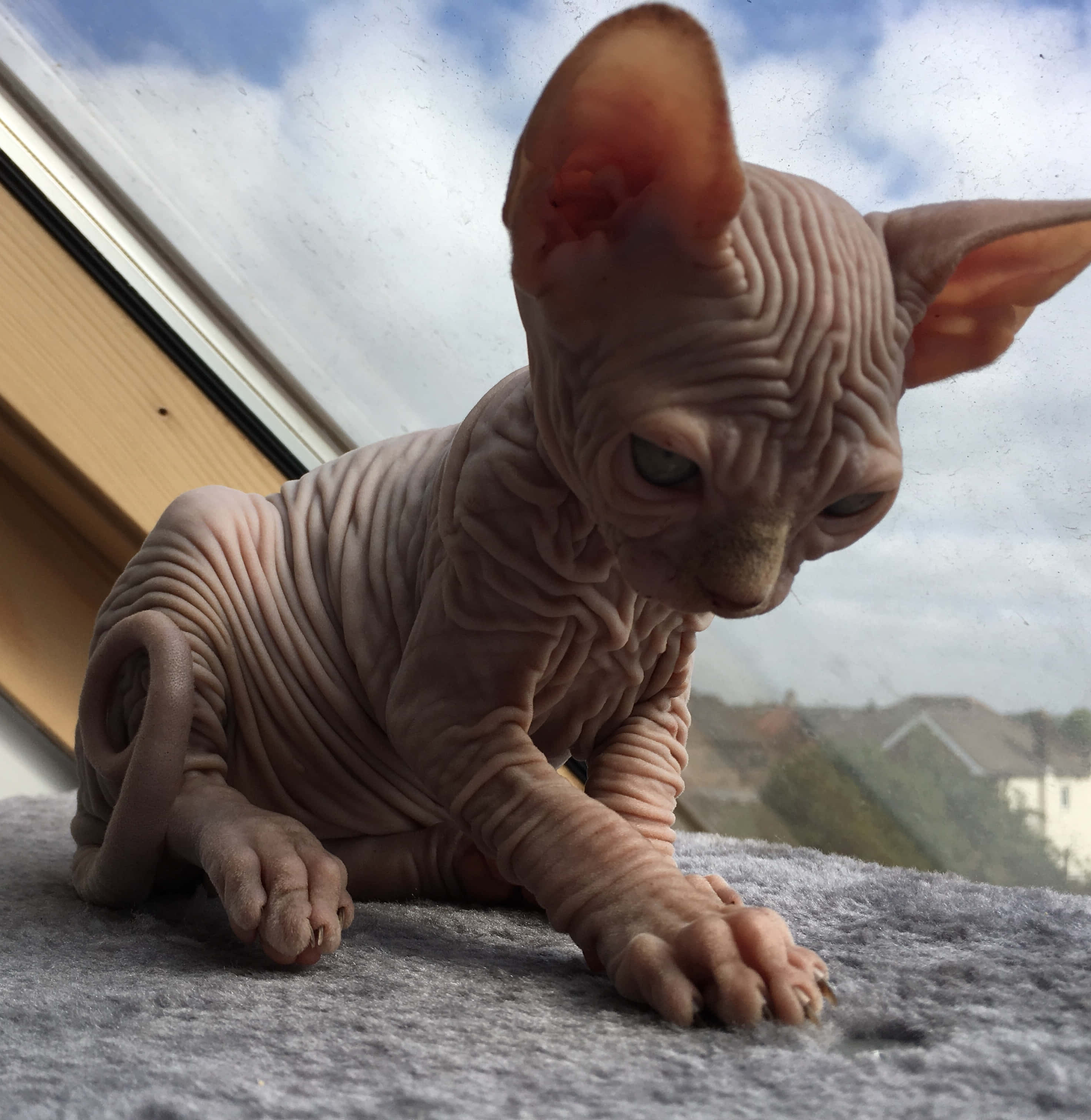 Canadian Sphynx, hairless sphynx kitten, wrinkled pink skin, 2K Phone Wallpaper