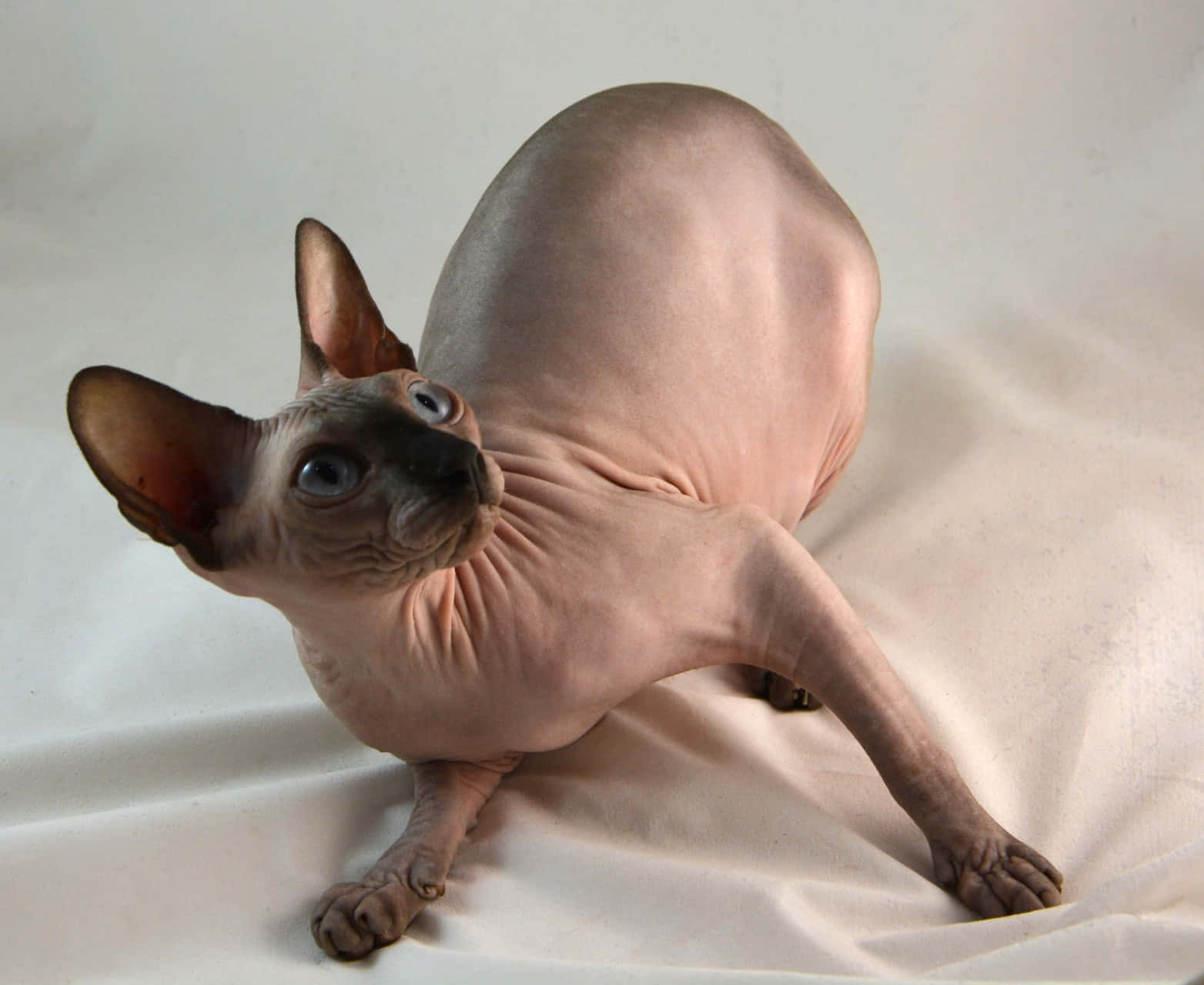 Canadian Sphynx, Sphynx cat, large ears, HD Desktop Wallpaper