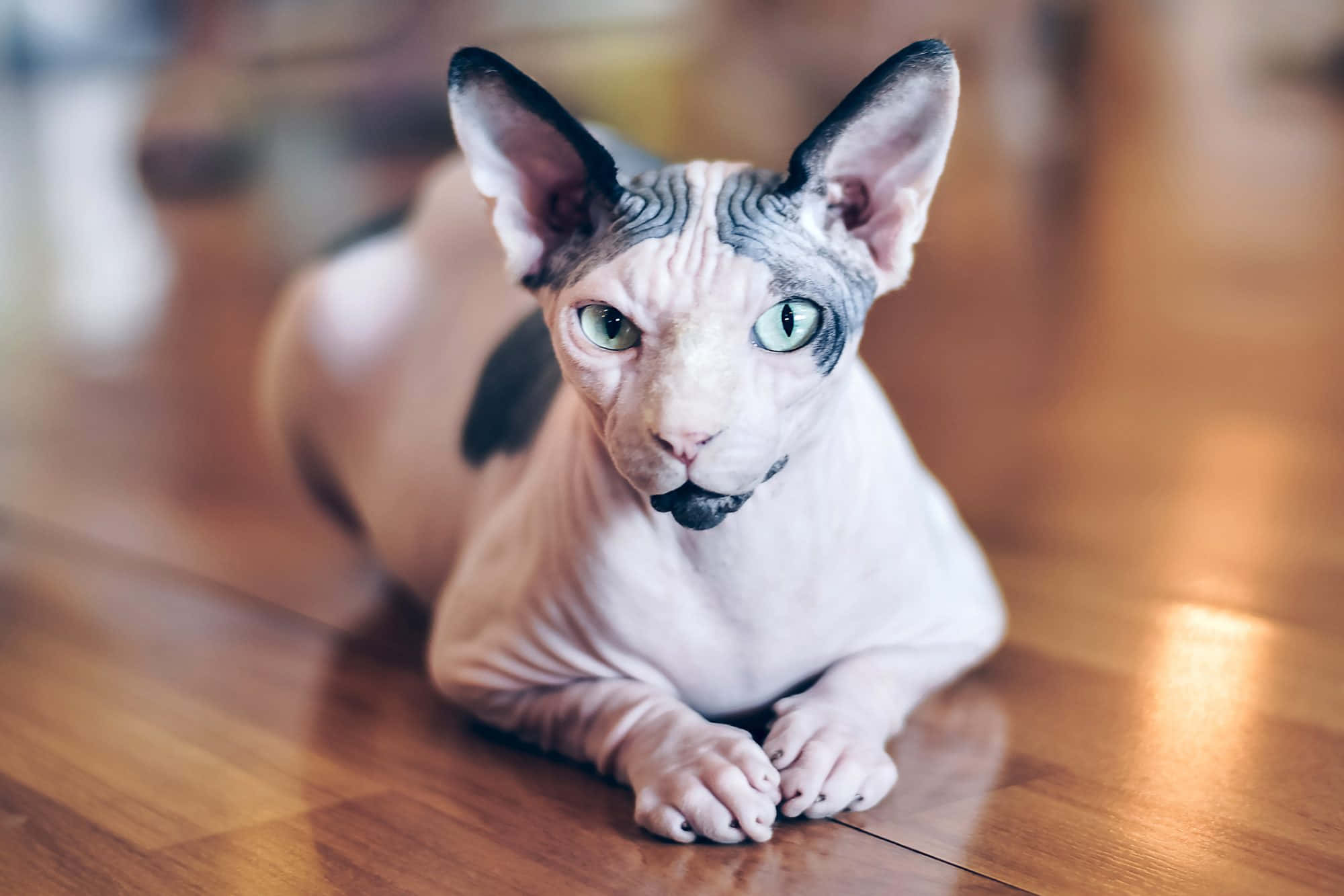 Canadian Sphynx, green eyes, warm wooden floor, Full HD Desktop Wallpaper
