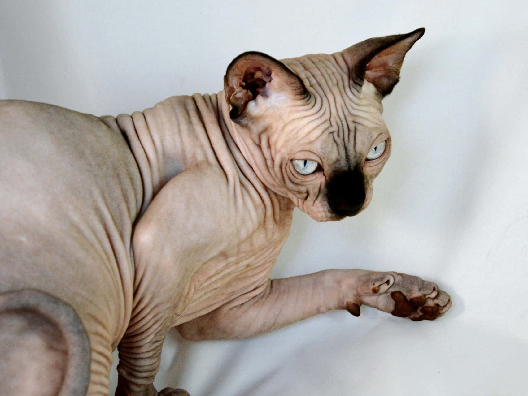 Canadian Sphynx, piercing eyes, wrinkled skin, HD Desktop Wallpaper