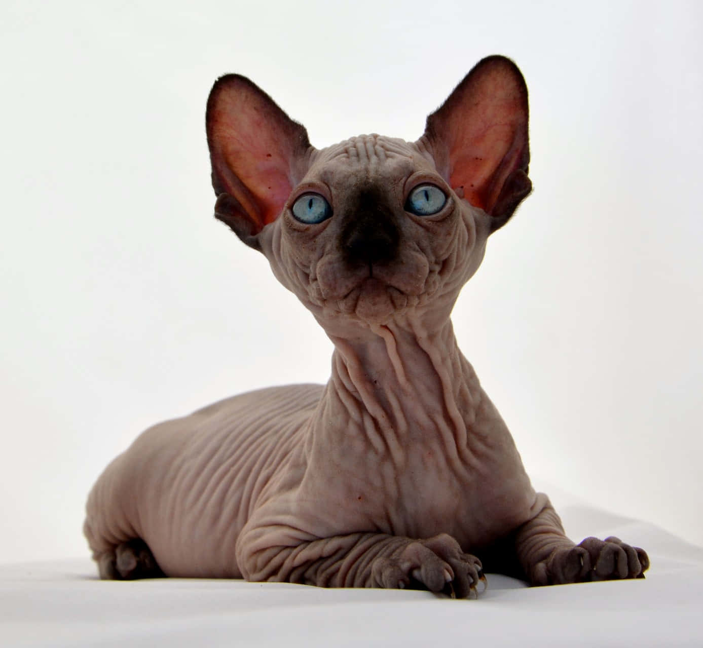 Canadian Sphynx, blue eyes, wrinkled pinkish skin, HD Desktop Wallpaper