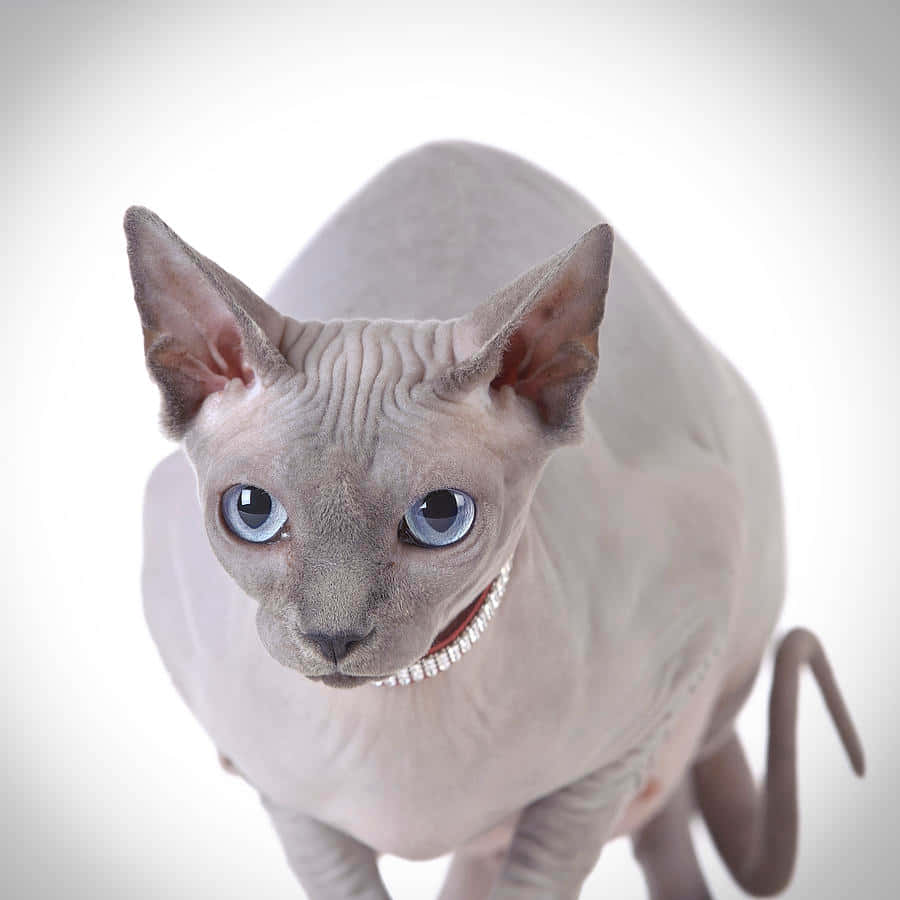 Canadian Sphynx, pearl necklace, large blue eyes, SD Desktop Wallpaper