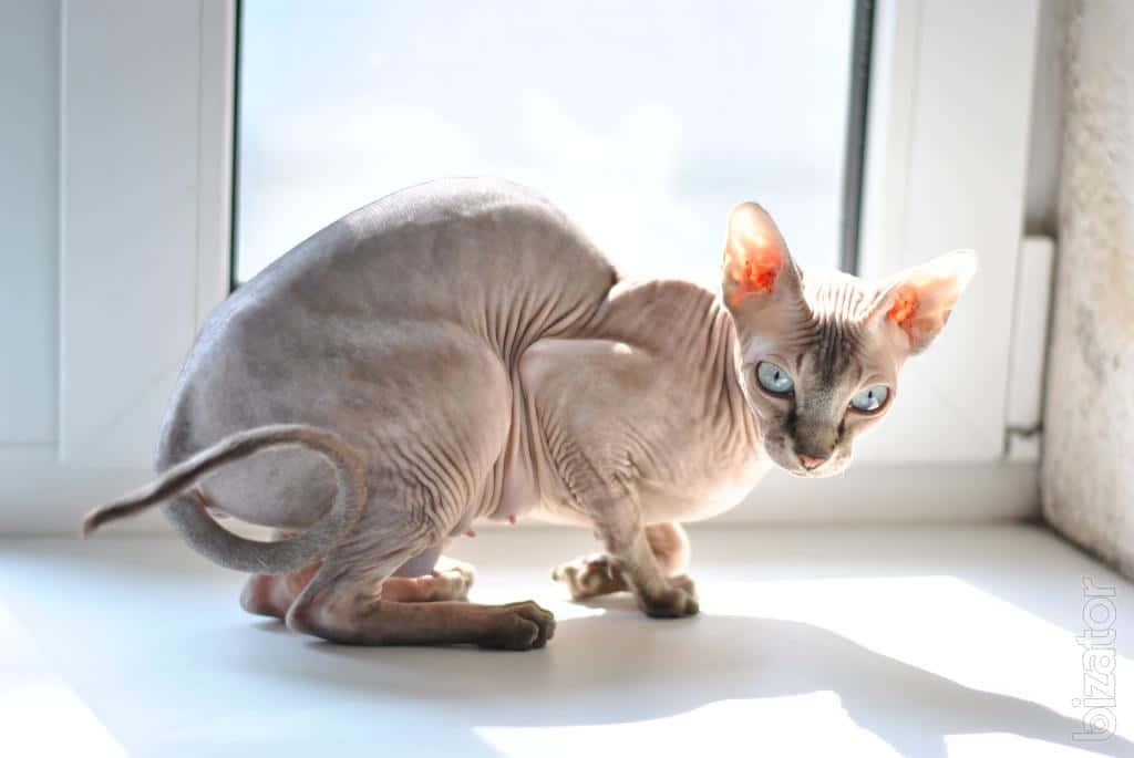 Canadian Sphynx, blue eyes, sunlit windowsill, SD Desktop Wallpaper
