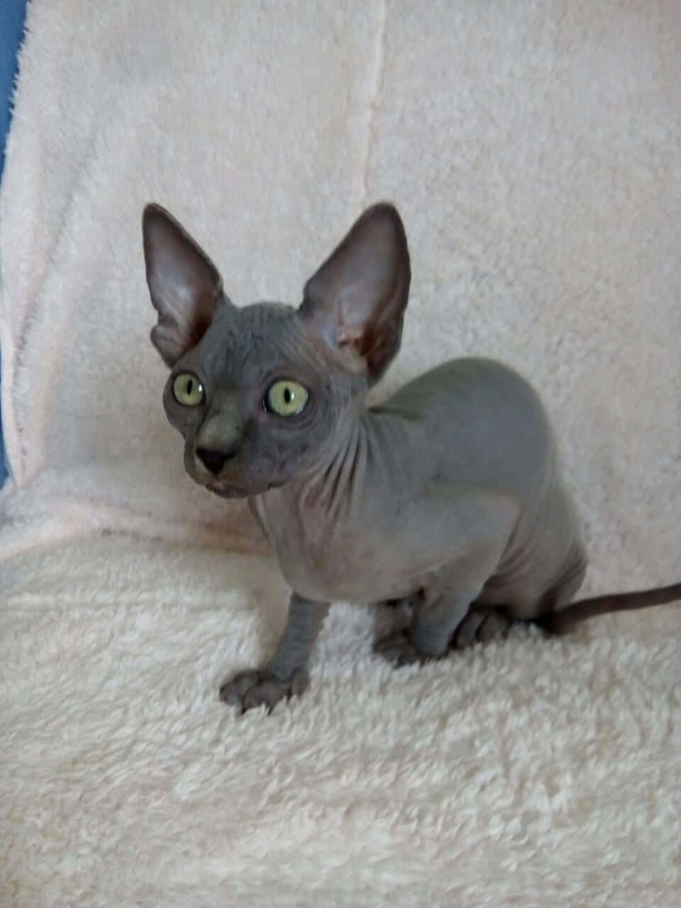 Canadian Sphynx, fluffy white towel, large ears, HD Phone Wallpaper