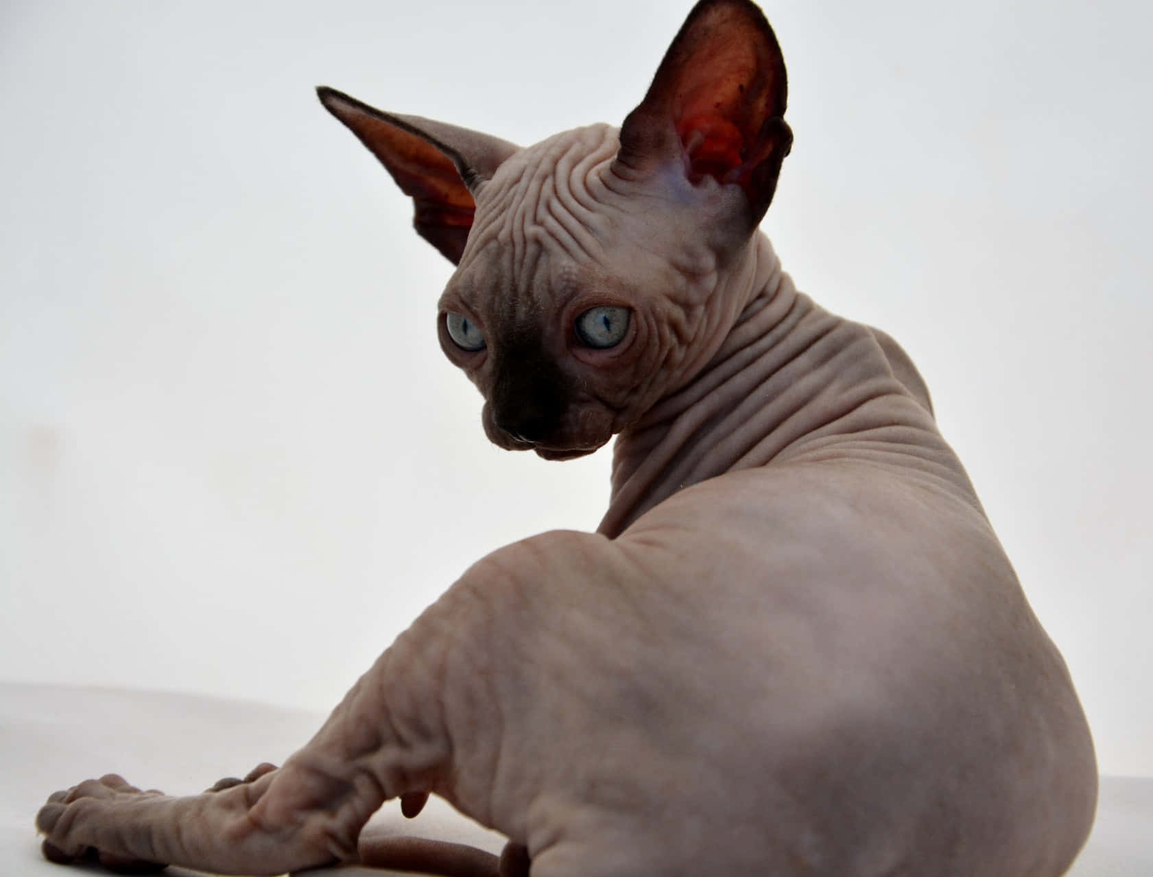 Canadian Sphynx, hairless sphynx cat, large ears, HD Desktop Wallpaper