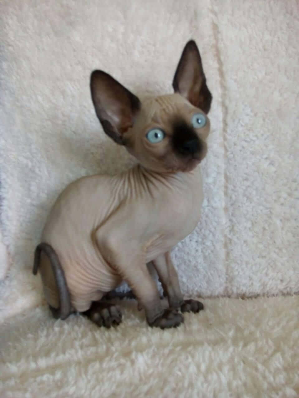 Canadian Sphynx, Sphynx kitten, blue eyes, HD Phone Wallpaper