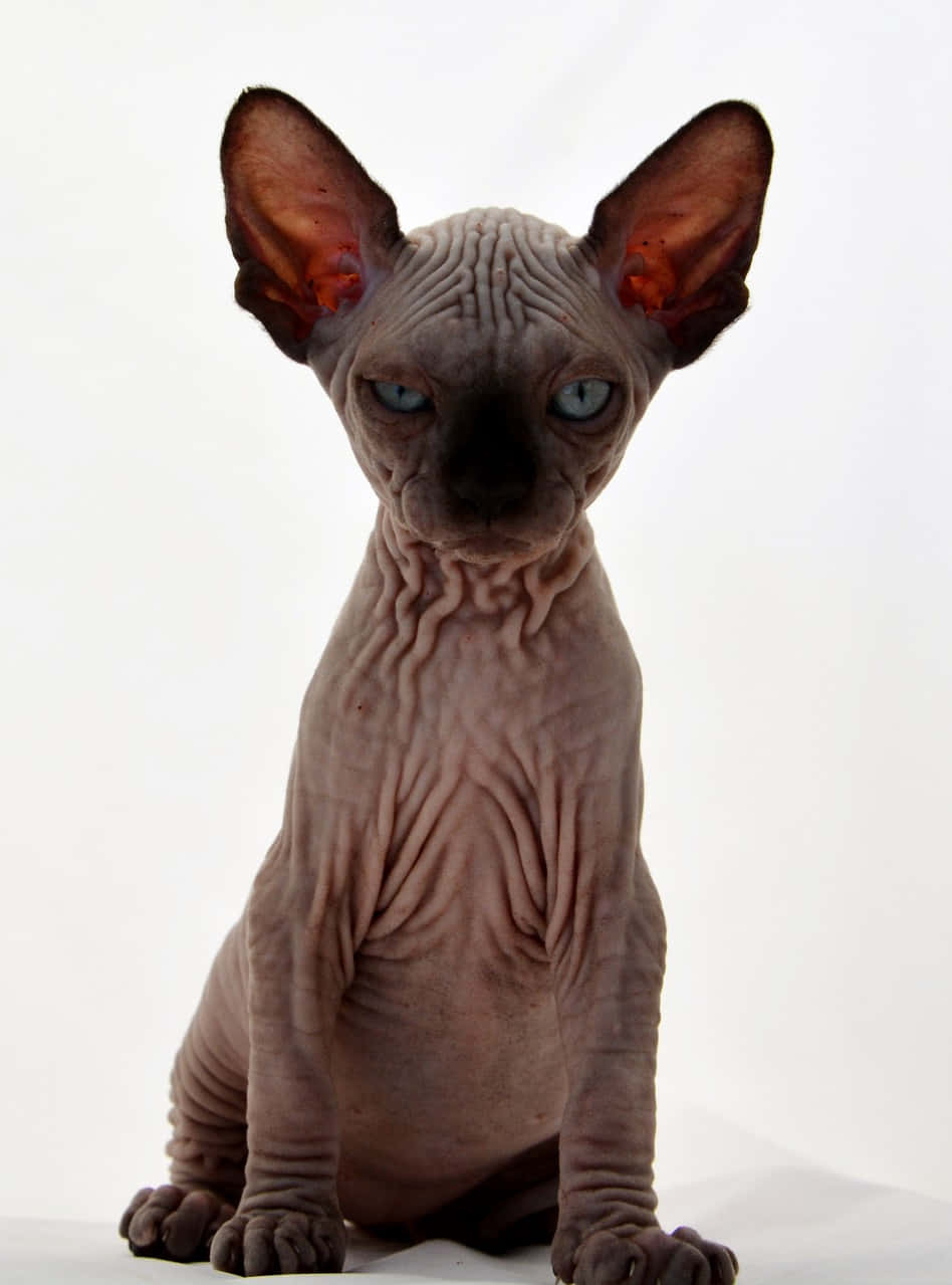 Canadian Sphynx, gray skin, bright blue eyes, SD Phone Wallpaper