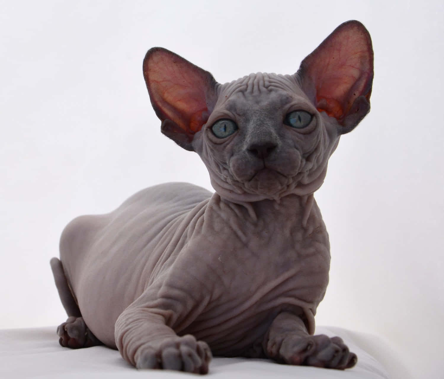 Canadian Sphynx, hairless sphynx cat, large ears, HD Desktop Wallpaper