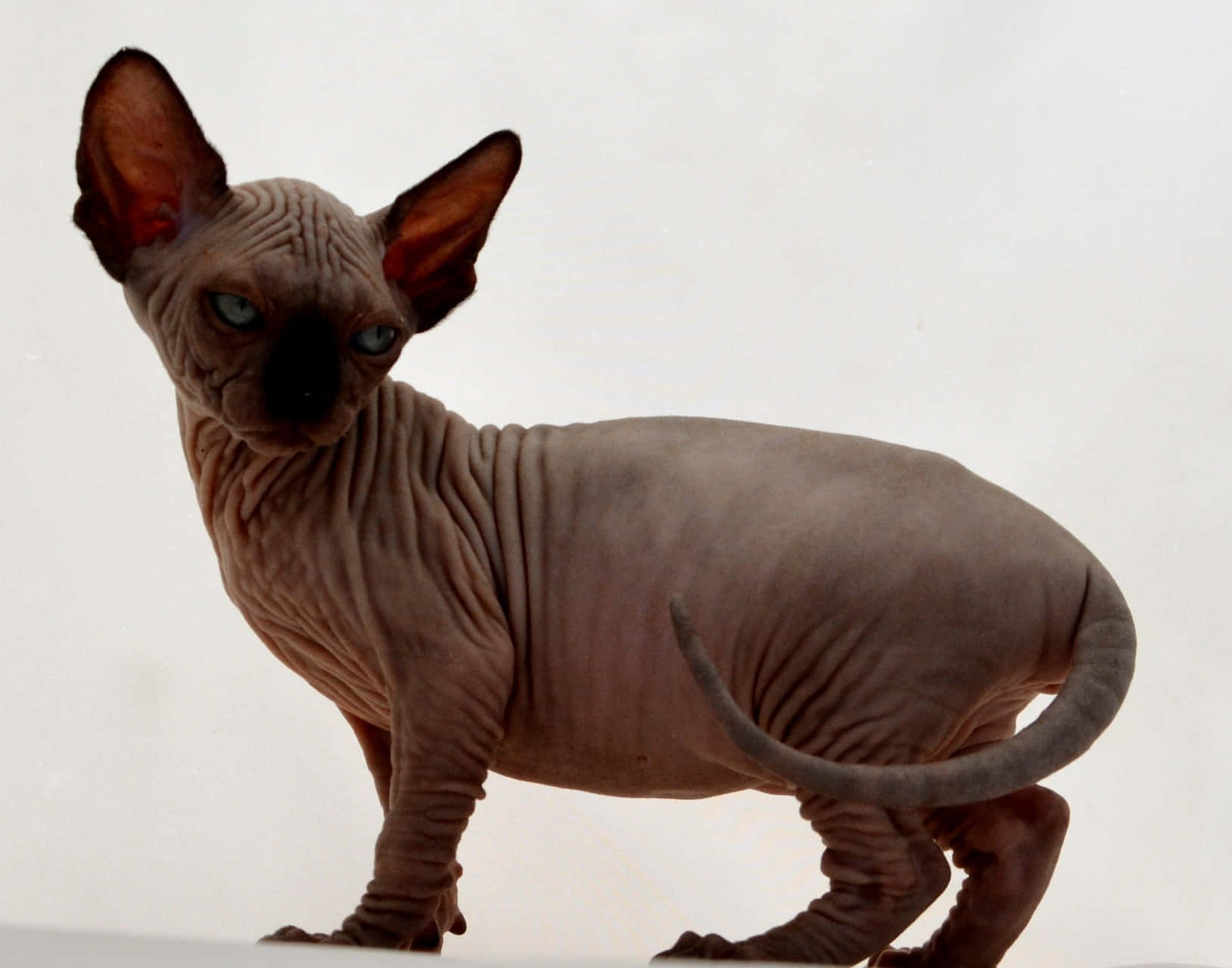 Canadian Sphynx, Sphynx cat, wrinkled gray skin, HD Desktop Wallpaper