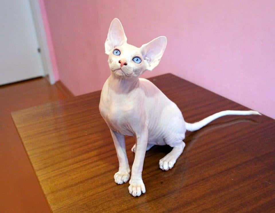 Canadian Sphynx, blue eyes, wooden table, SD Desktop Wallpaper