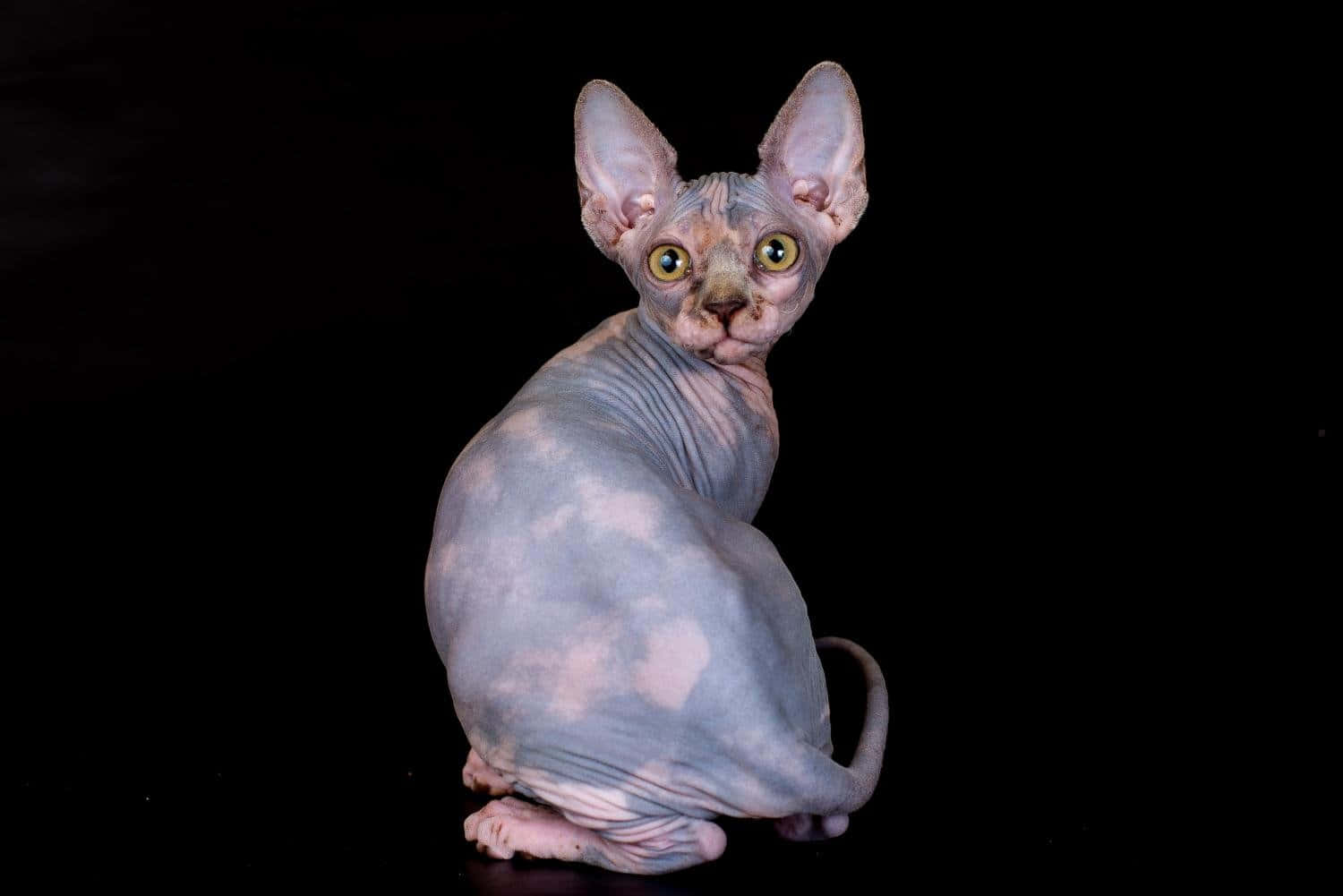 Canadian Sphynx, hairless sphynx cat, large ears, HD Desktop Wallpaper