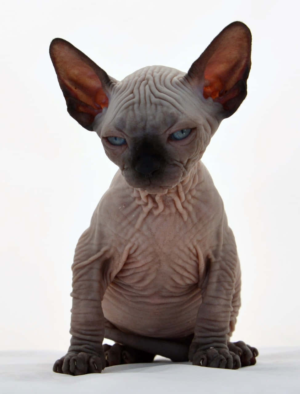 Canadian Sphynx, gray skin, blue eyes, SD Phone Wallpaper
