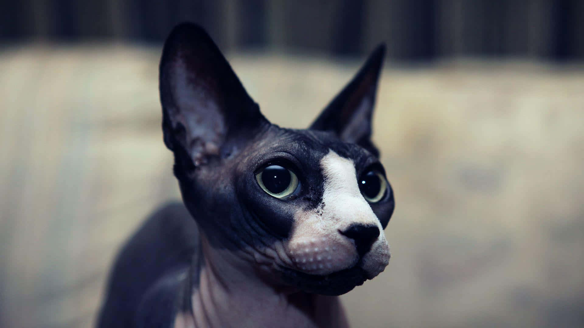 Sphynx cat, hairless, large ears, Full HD Desktop Wallpaper