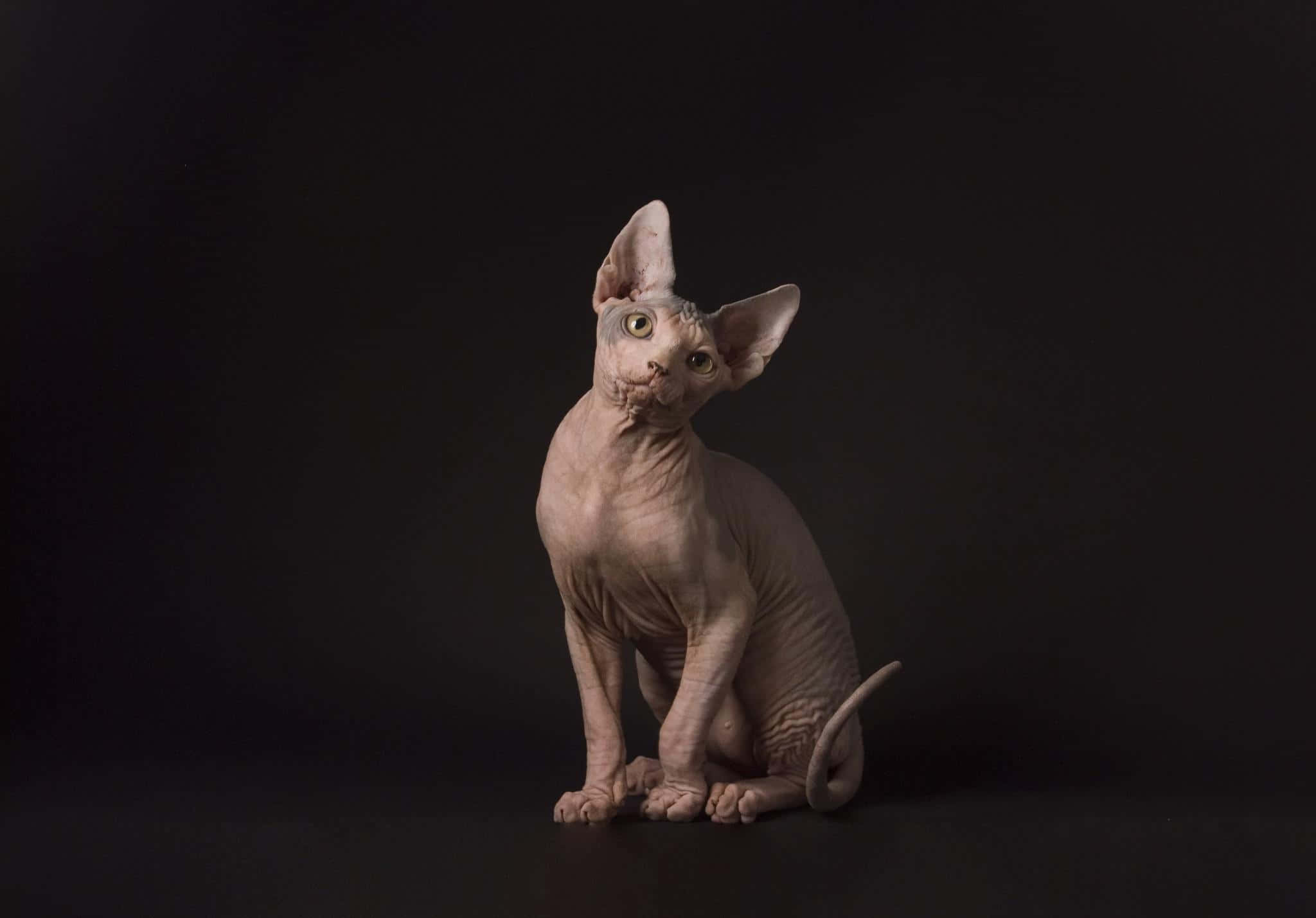 Sphynx, hairless sphynx cat, large ears, Full HD Desktop Wallpaper