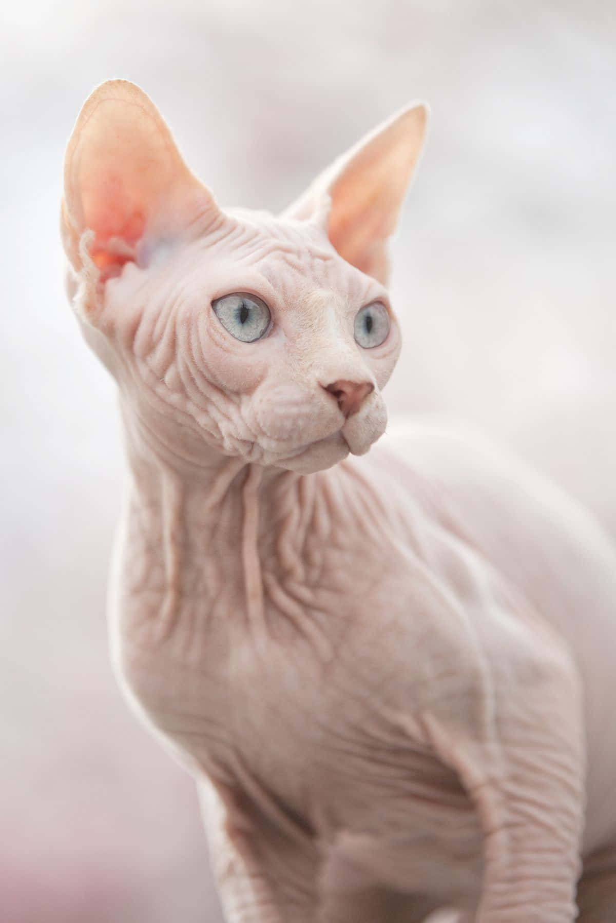 Sphynx cat, blue eyes, large ears, HD Phone Wallpaper