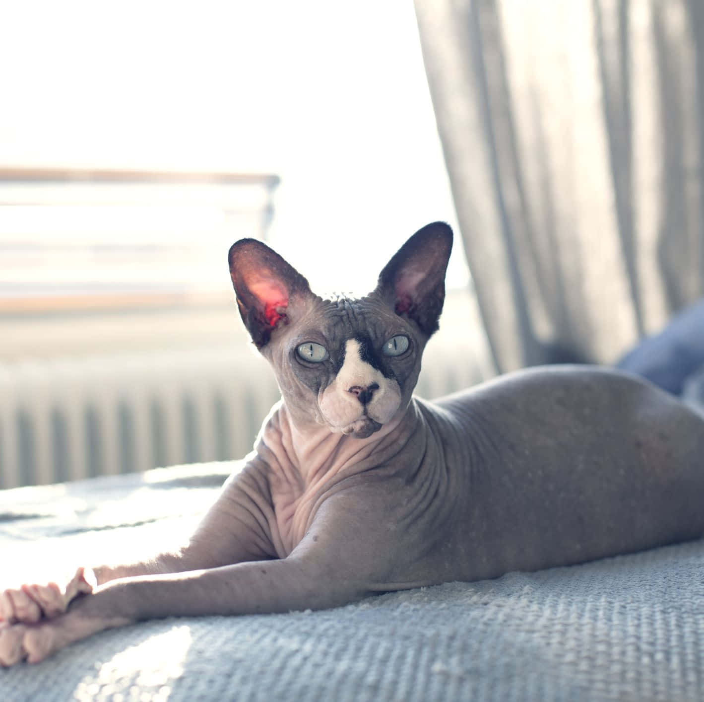 Canadian Sphynx, blue eyes, textured blanket, HD Desktop Wallpaper