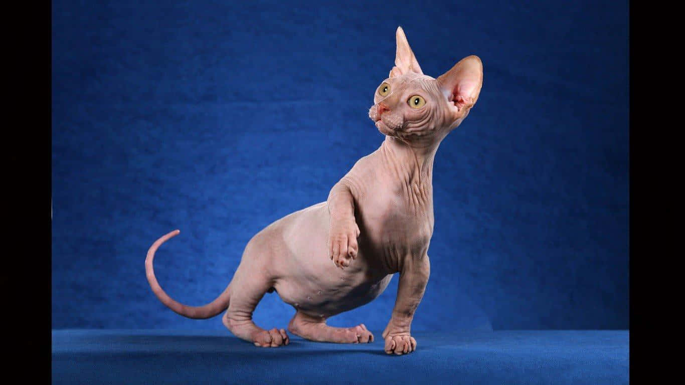 Sphynx, blue surface, textured blue backdrop, HD Desktop Wallpaper