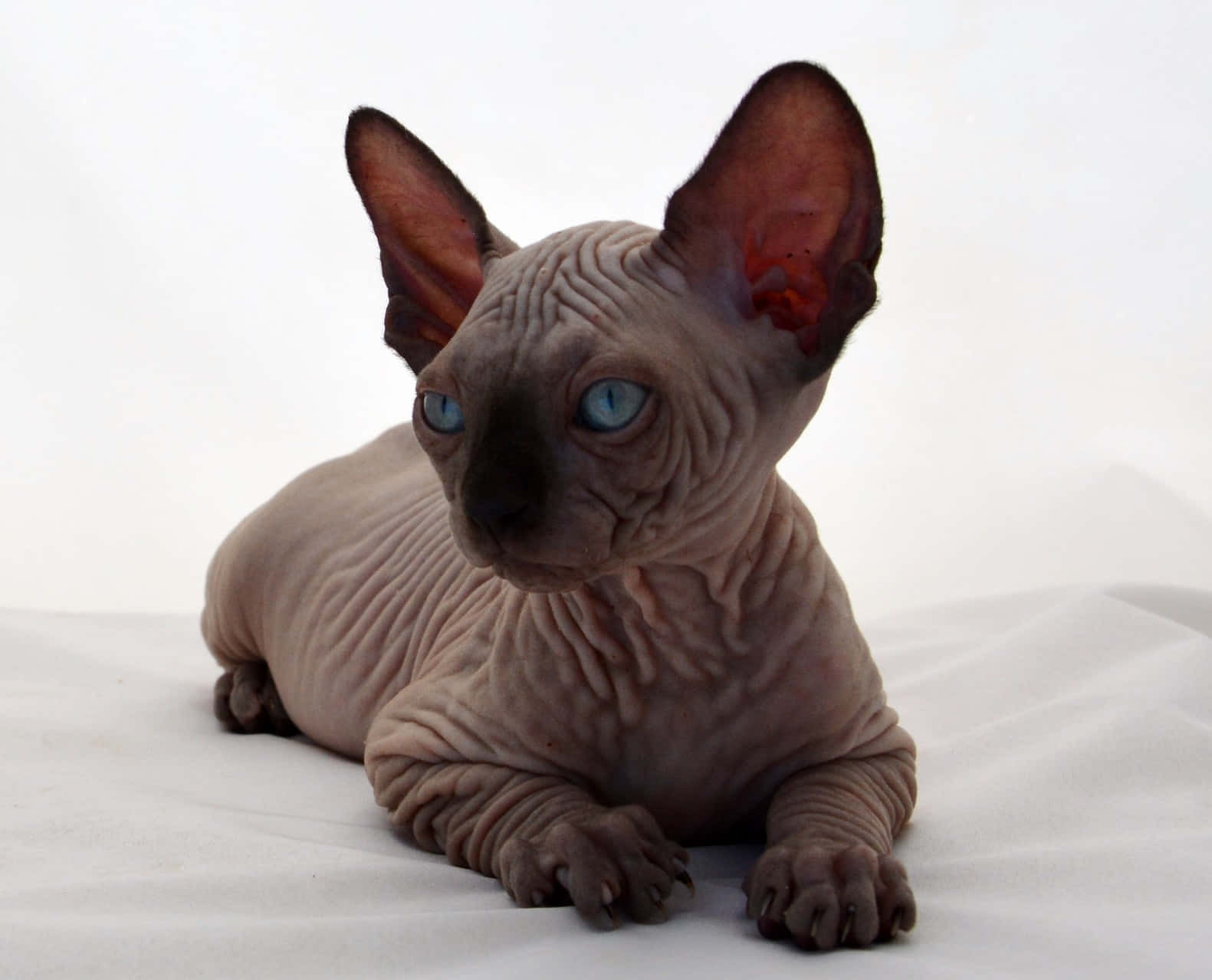 Canadian Sphynx, blue eyes, wrinkled skin, HD Desktop Wallpaper