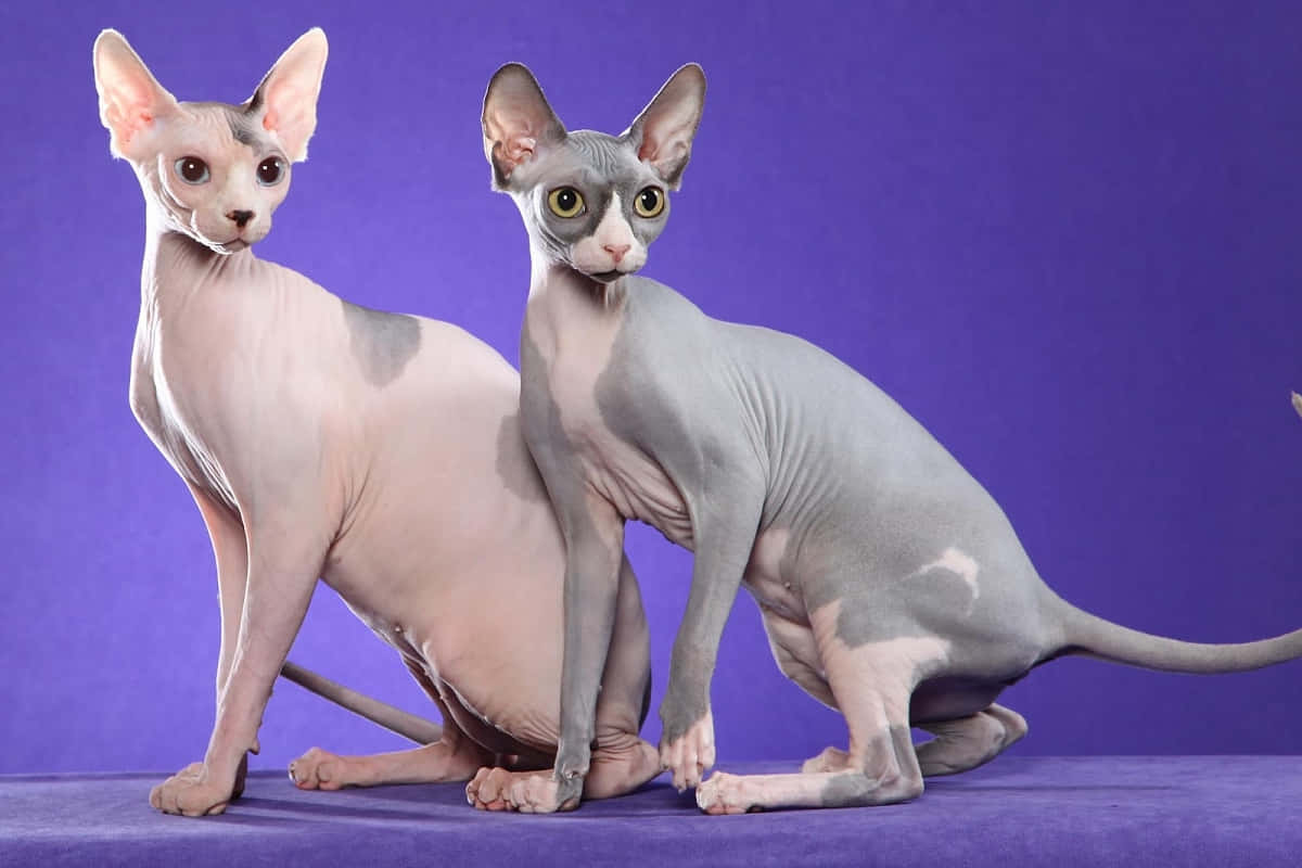 Canadian Sphynx, wooden surface, solid purple backdrop, SD Desktop Wallpaper